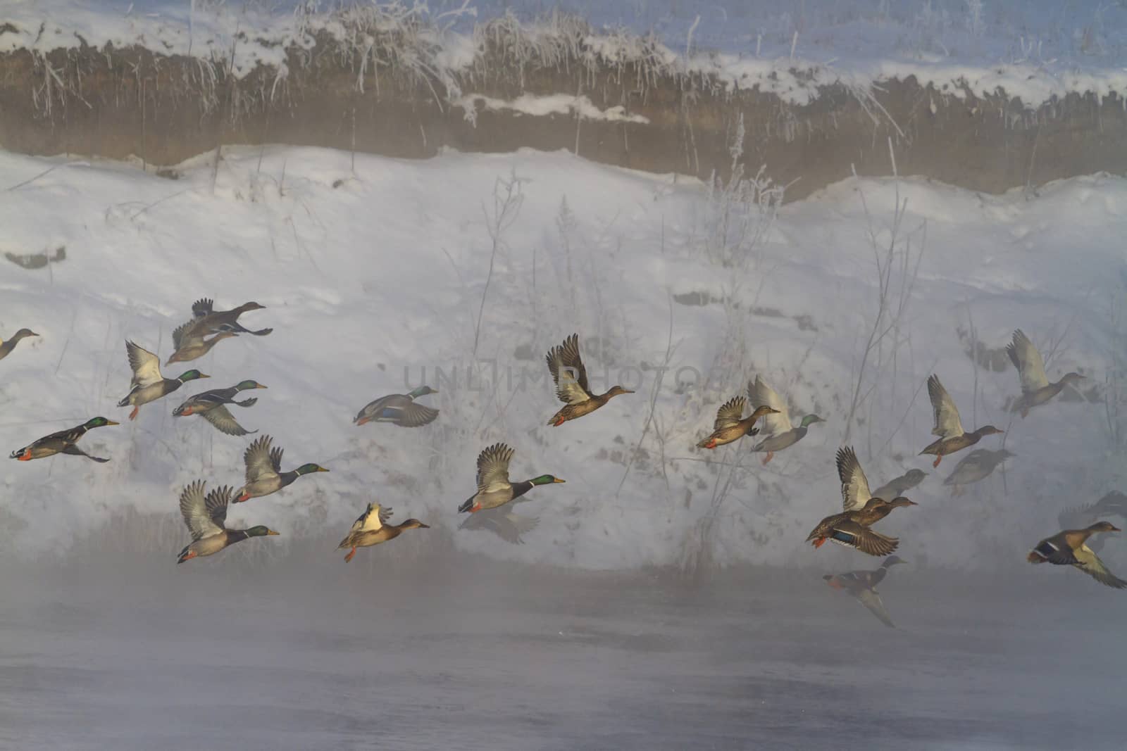 Mallard flock takes off with winter river at sunrise in fog by drakuliren