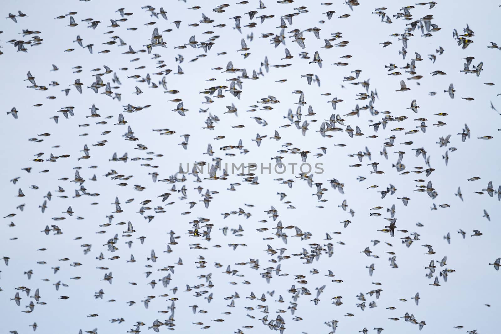 large flock of songbirds in flight,migration, birds in winter, cold, survive together - power