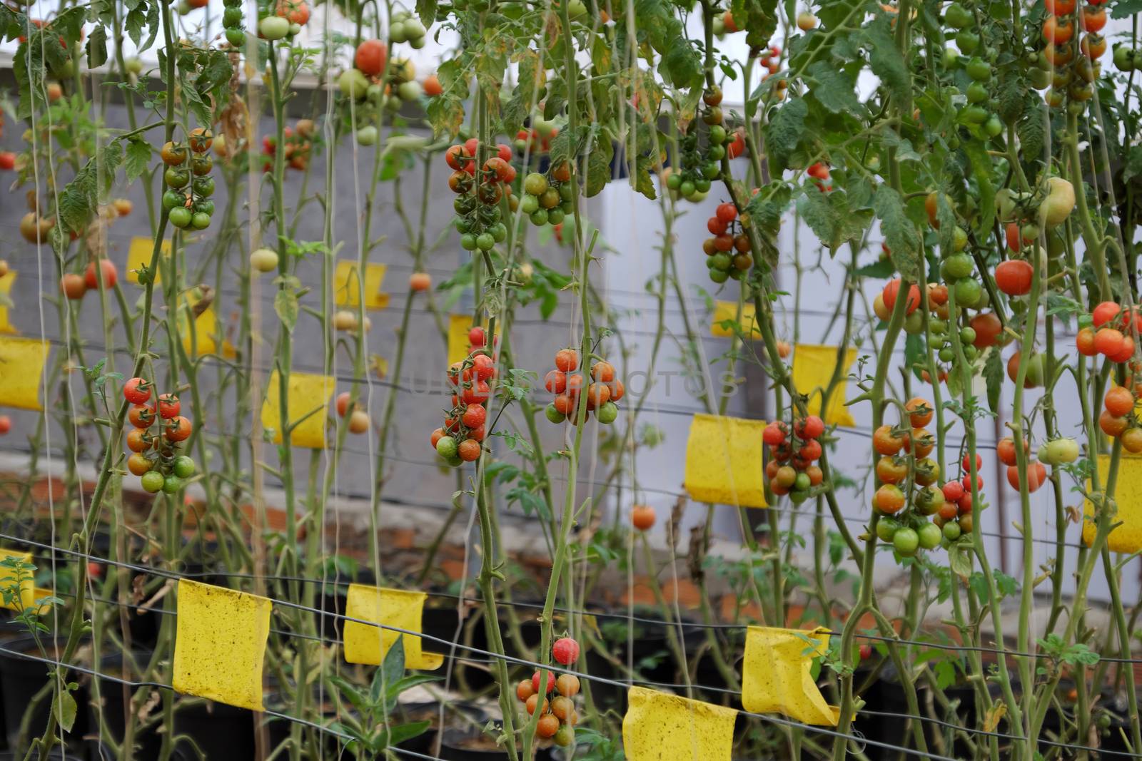 Safe vegetable farm at Da Lat, Viet Nam, red tomato with high tech agriculture in greenhouse, amazing tomato garden to make safe food