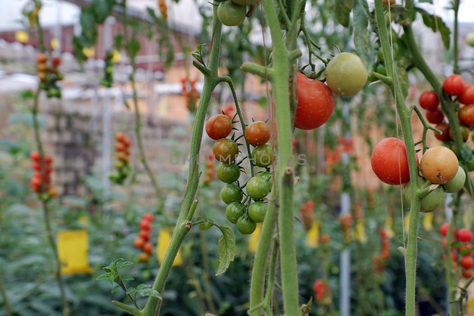 Safe vegetable farm at Da Lat, Viet Nam, red tomato with high tech agriculture in greenhouse, amazing tomato garden to make safe food