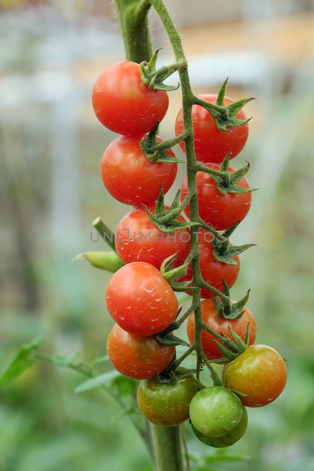 Safe vegetable farm, Da Lat tomato garden by xuanhuongho