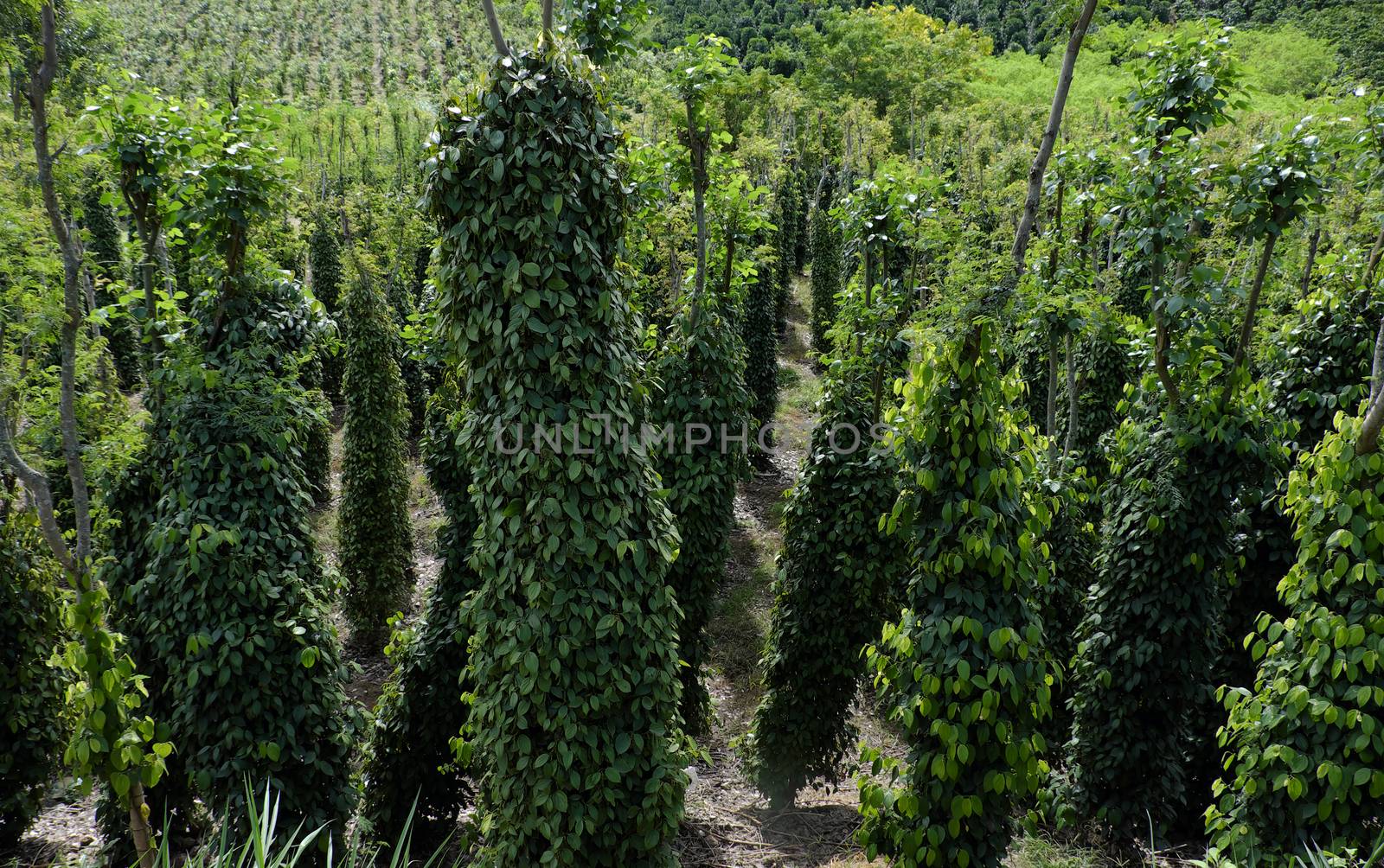 Vietnam agriculture product for export, bunch of peppercorn with high productivity at pepper field in Di Linh, Lam Dong, Viet Nam