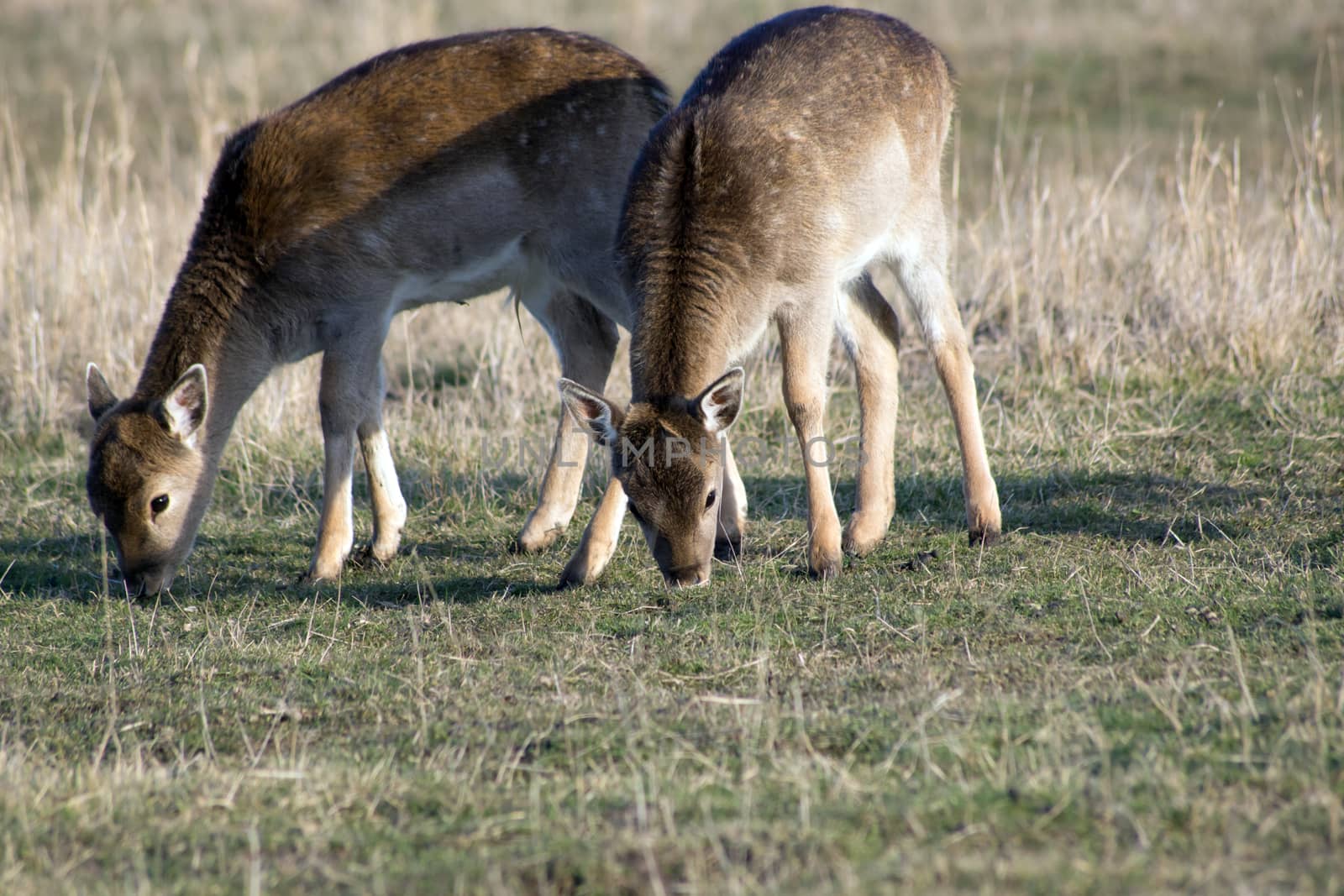 Fallow deer calves grazing in winter field.
