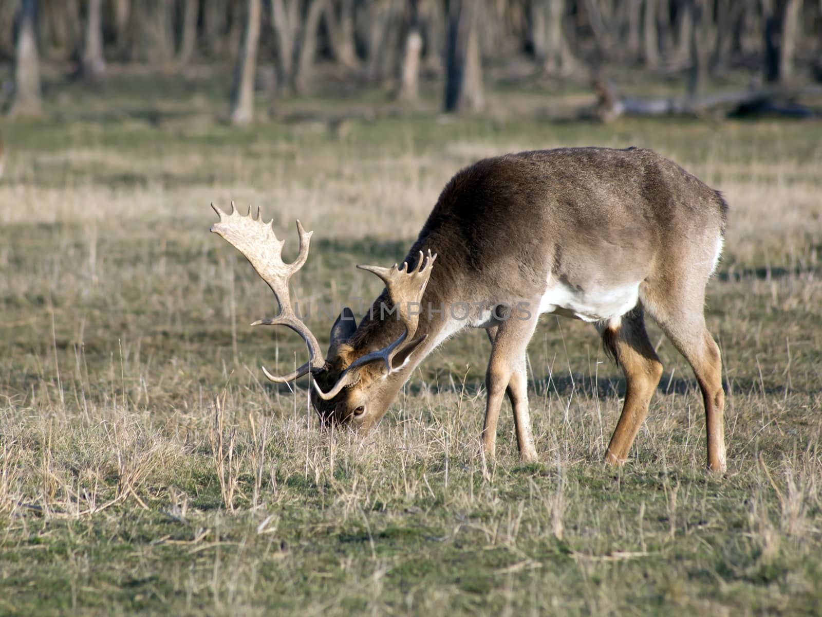 Fallow deer buck grazing in winter field.
