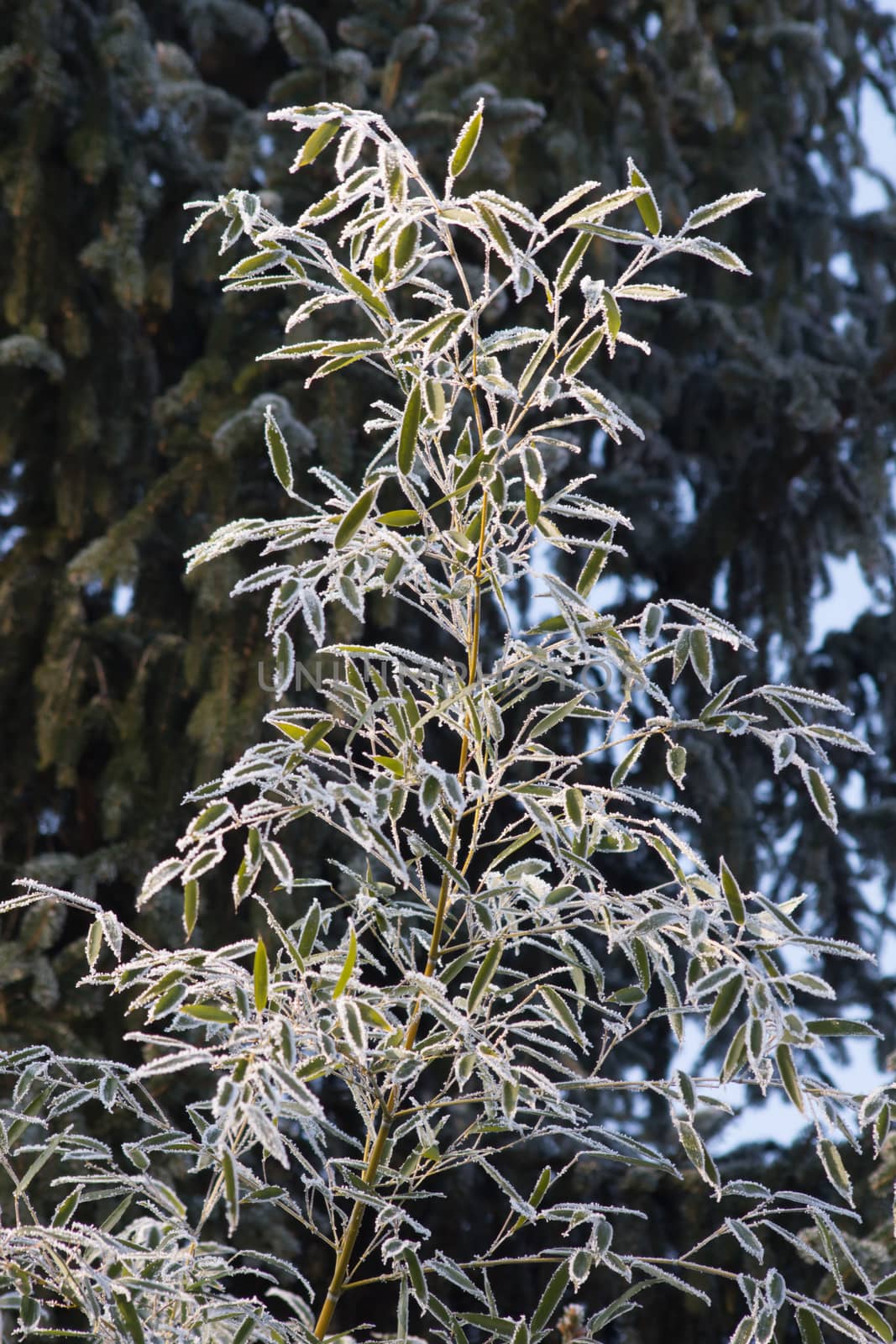 Frosted bamboo in winter. by dadalia