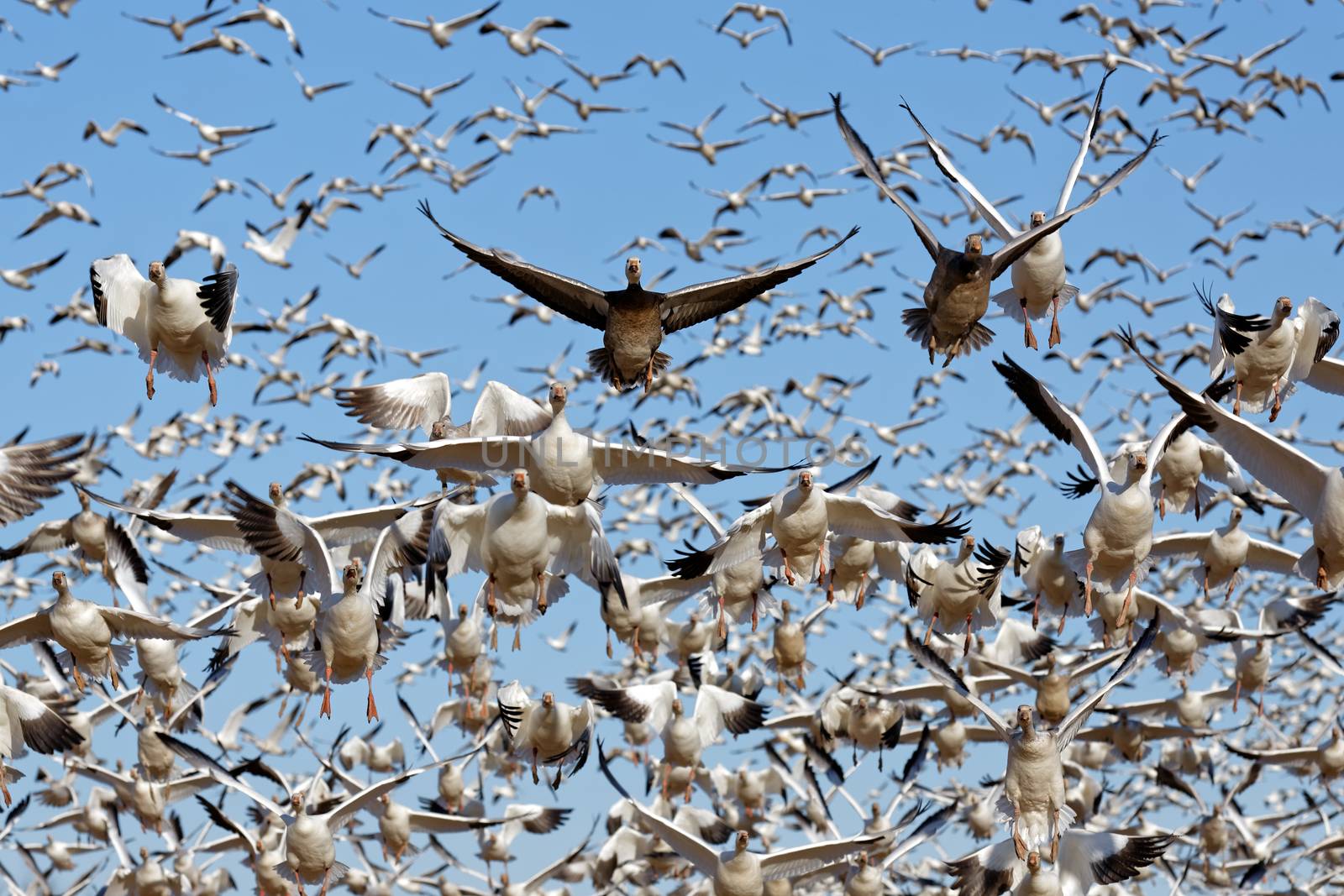Thousands of migrating Snow Geese ( Chen caerulescens ) fly off from Lancaster County, Pennsylvania, USA.