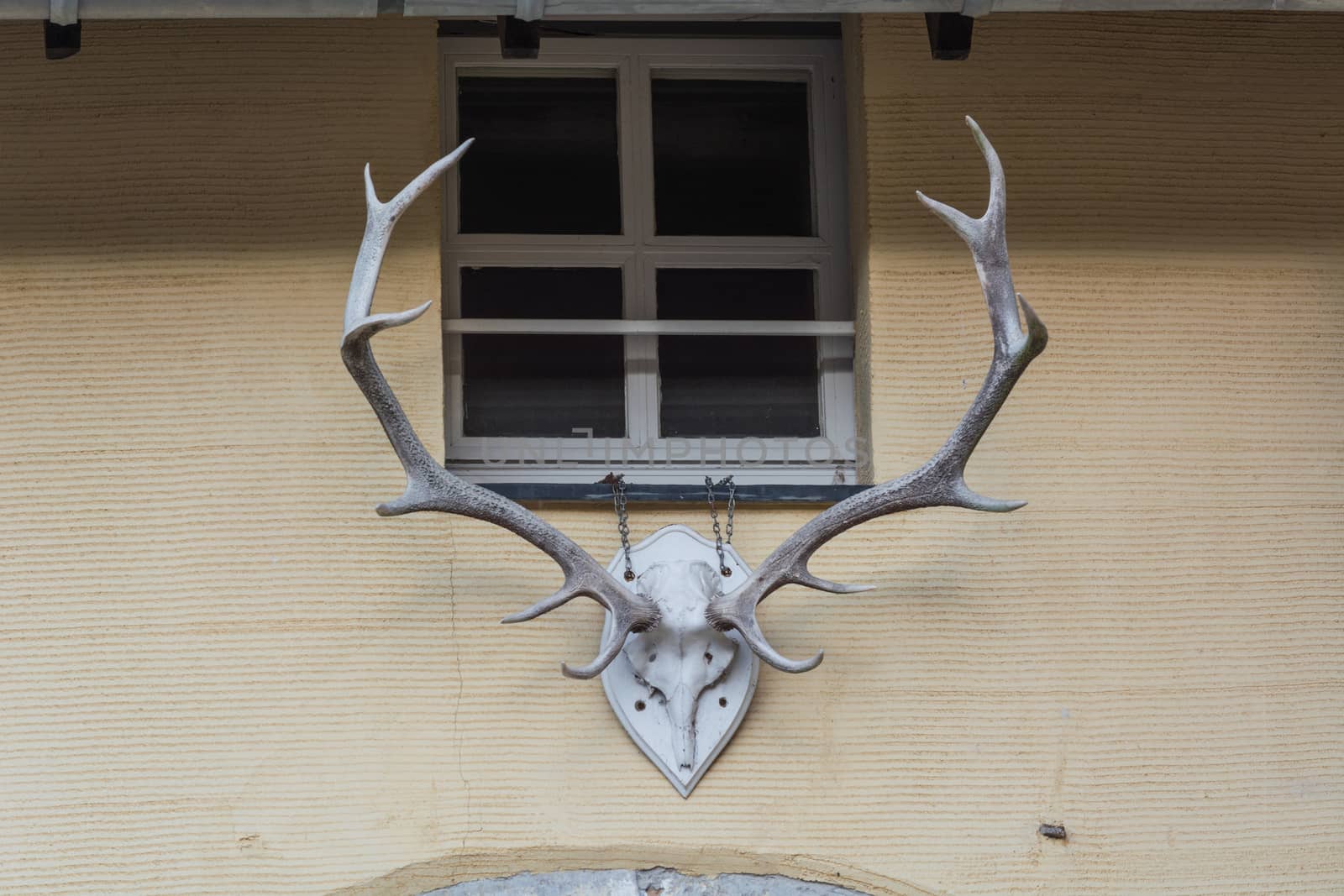 Deer antler on a white wooden board screwed hanging on a yellow wall.