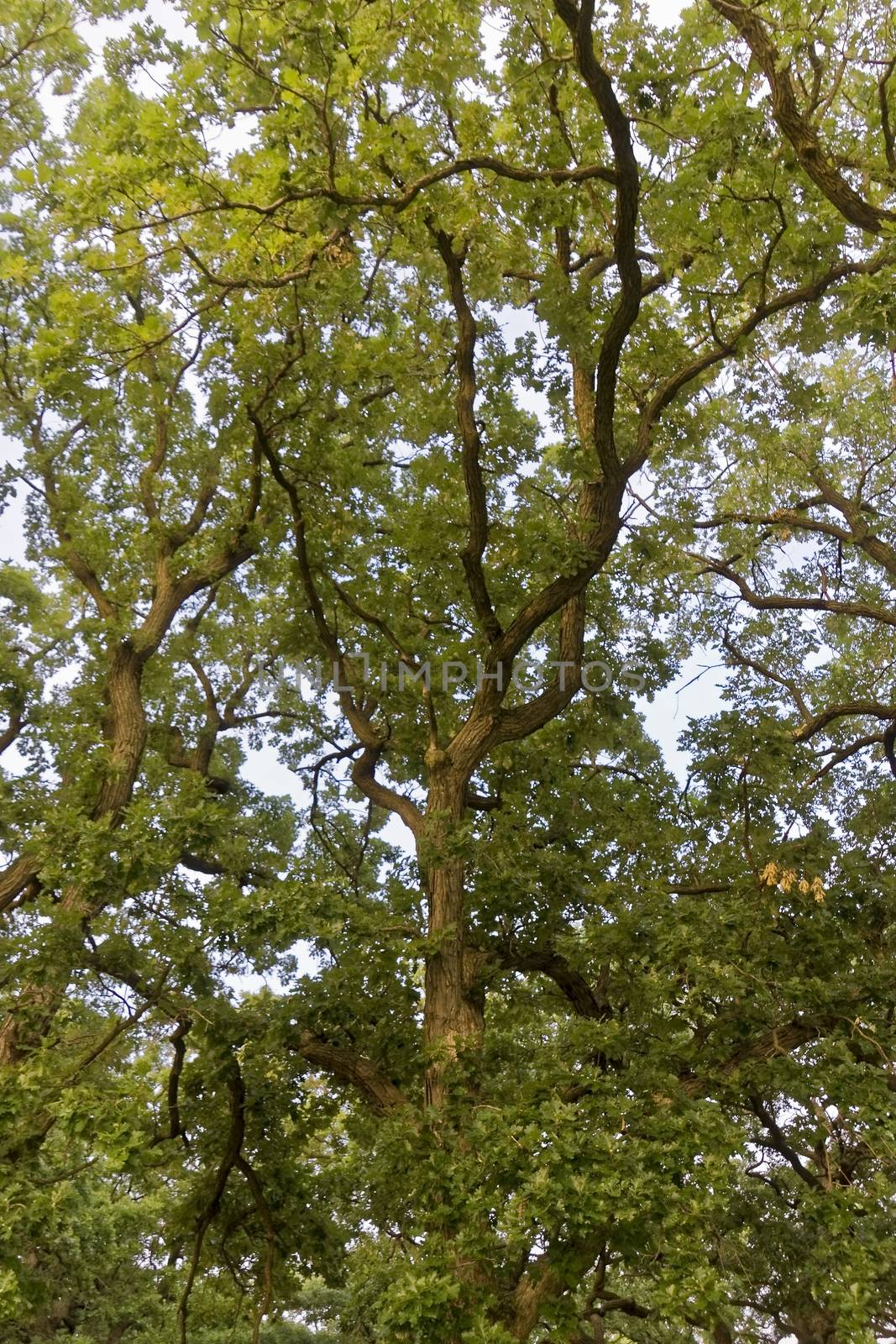 Trees at Augsburg Park in Richfield, Minnesota.