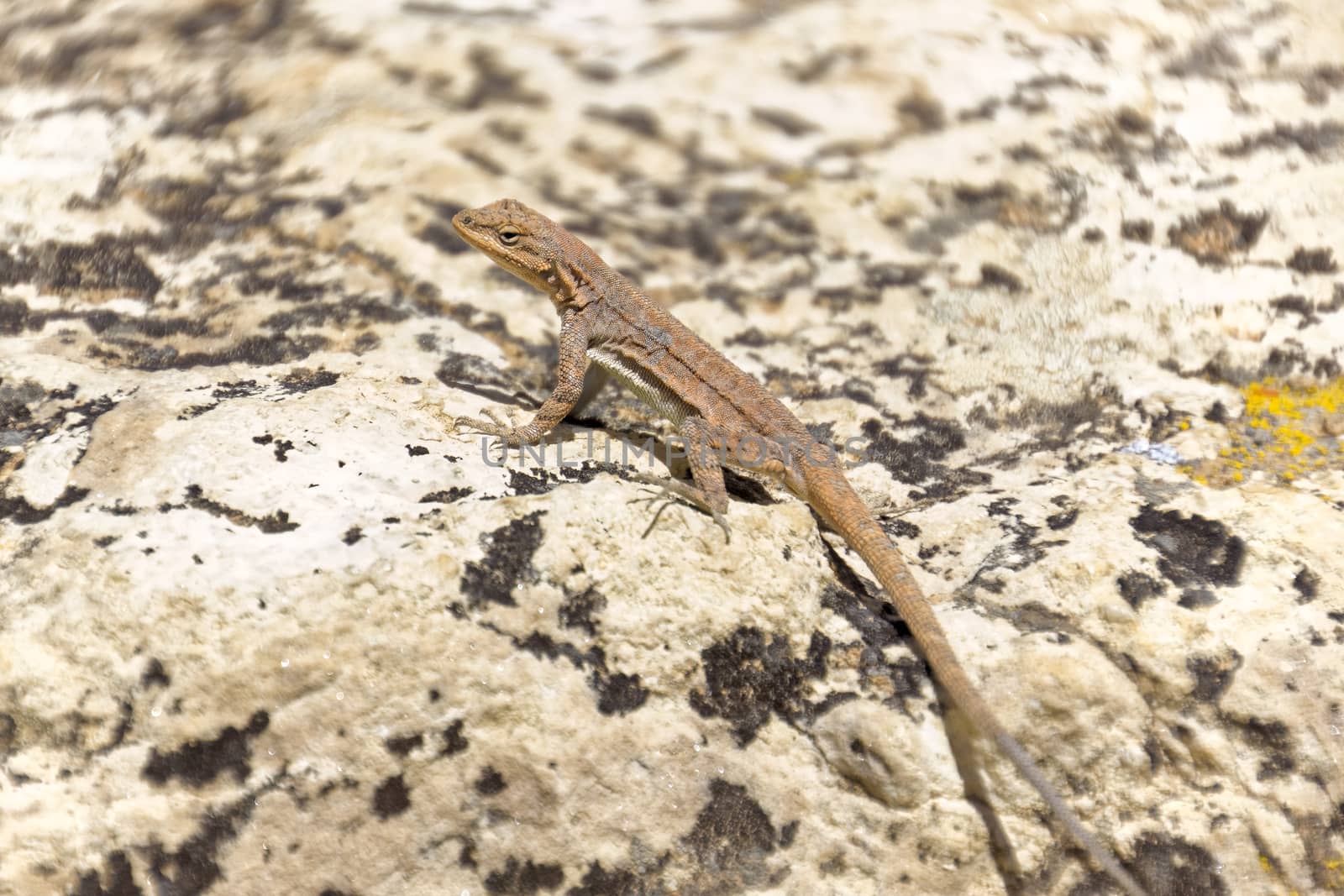 A small lizard in Cape Royal, Grand Canyon.