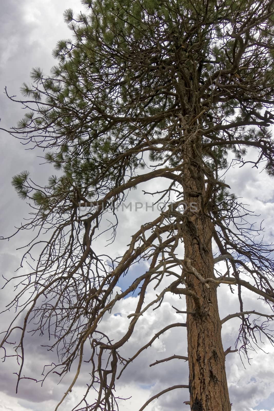 A scorched tree in the Kaibab forest.