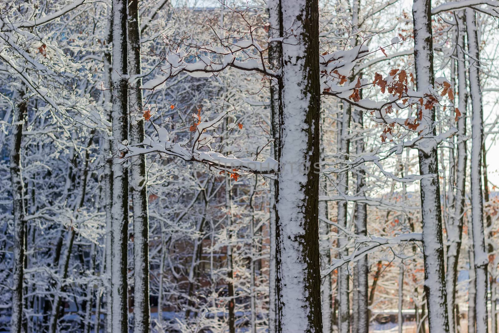 Fragment of deciduous trees covered with snow against the buildi by anmbph