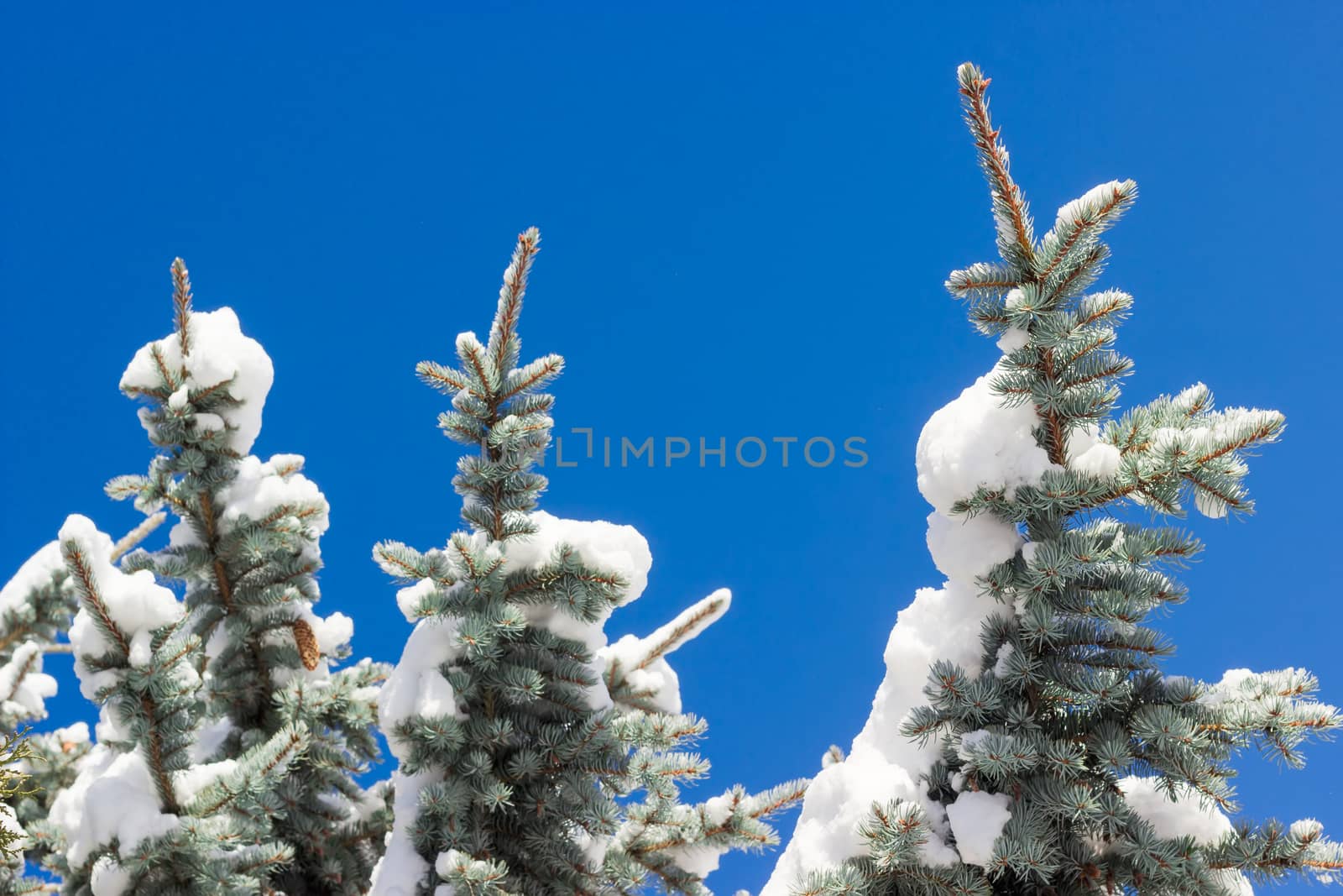 Branches of a blue spruce covered with snow closeup by anmbph