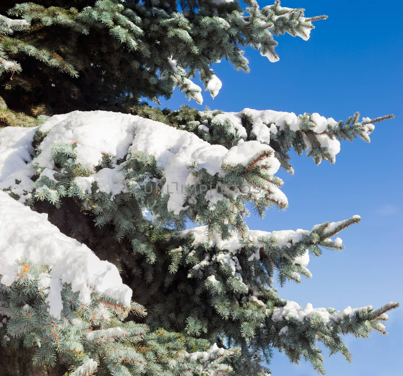 Fragment of a blue spruce with branches partly covered with snow closeup against the backdrop of a blue sky
