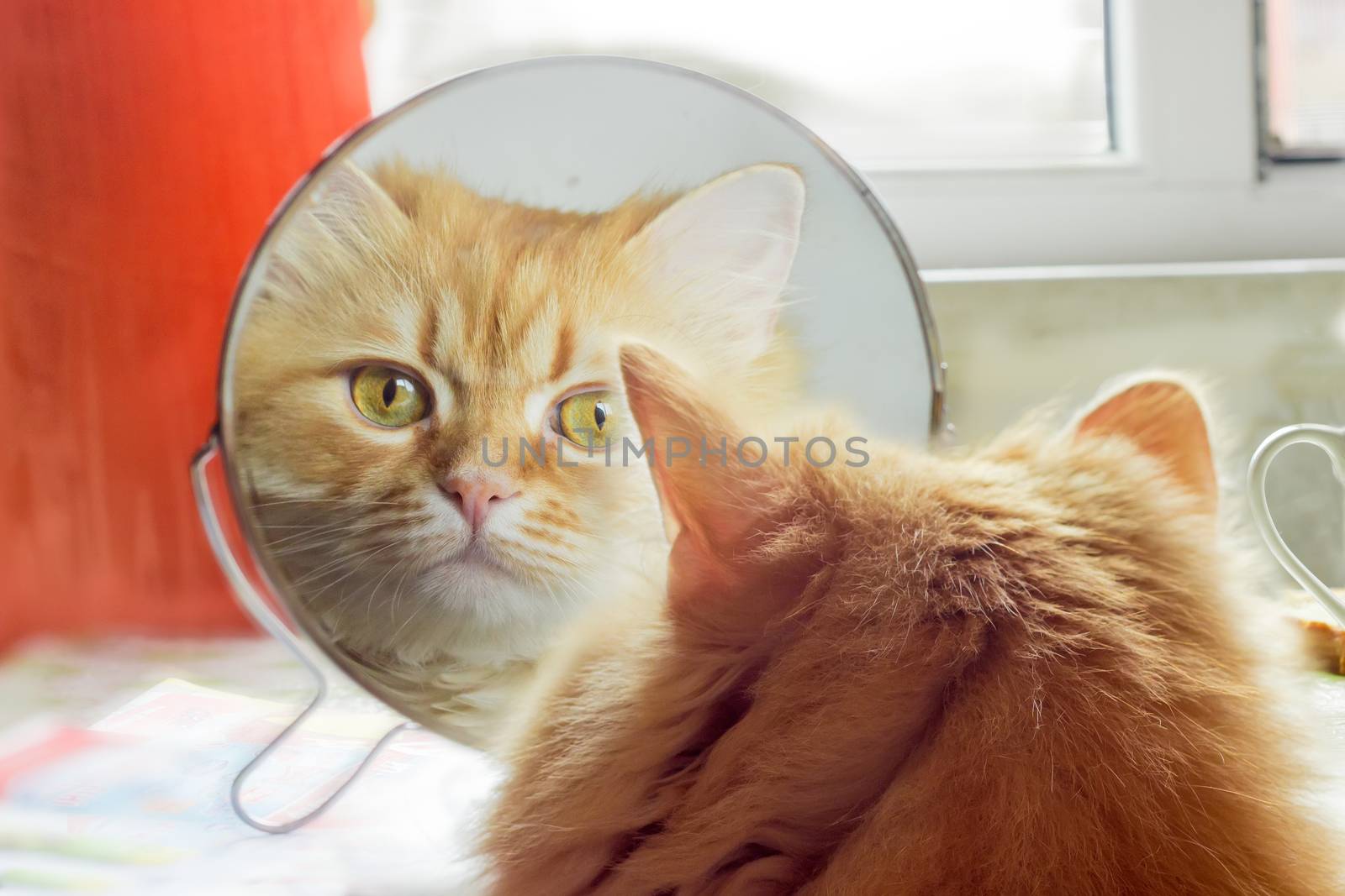 Ginger cat, looking in mirror closeup by anmbph