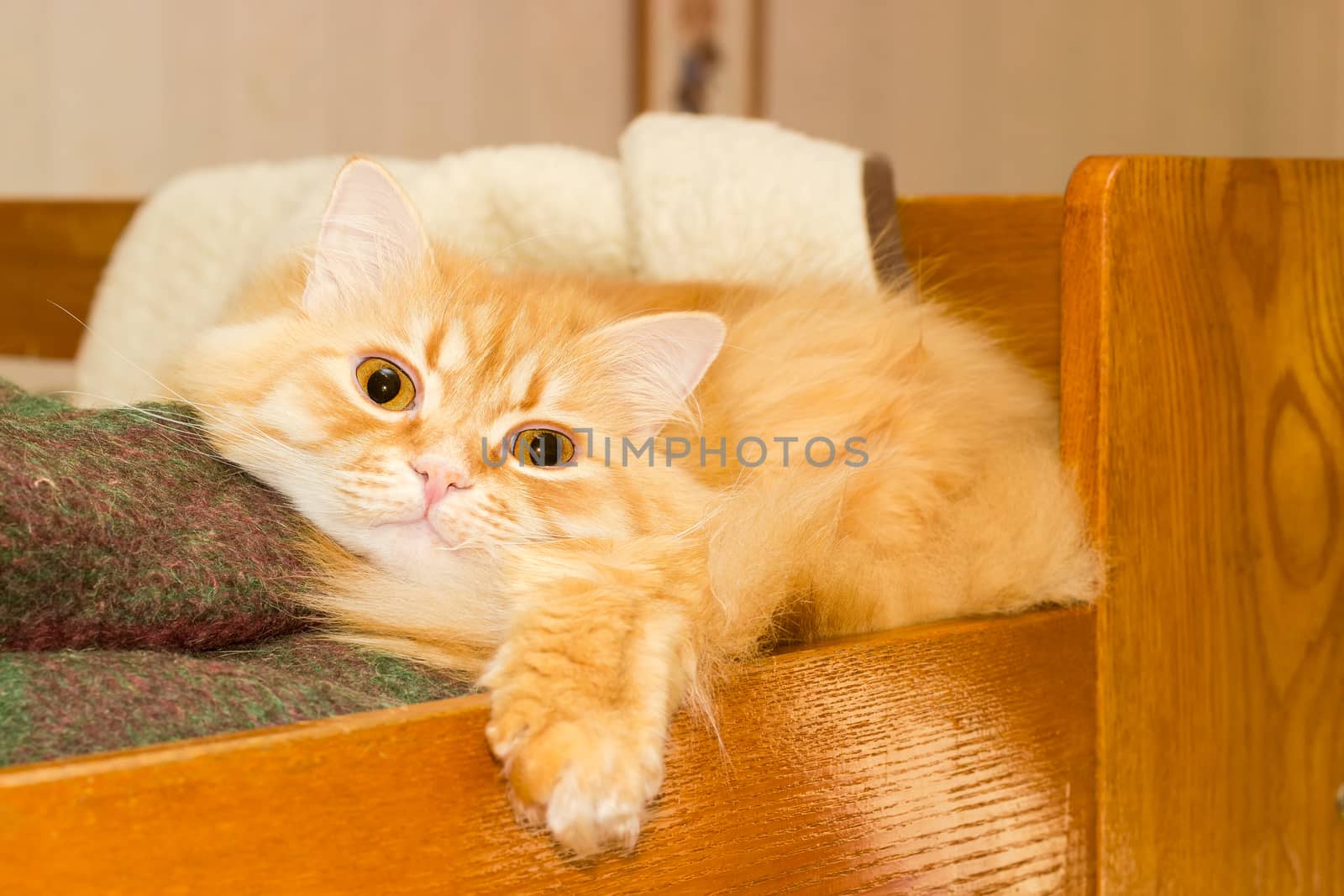 Red cat, lying on a wooden bed closeup
