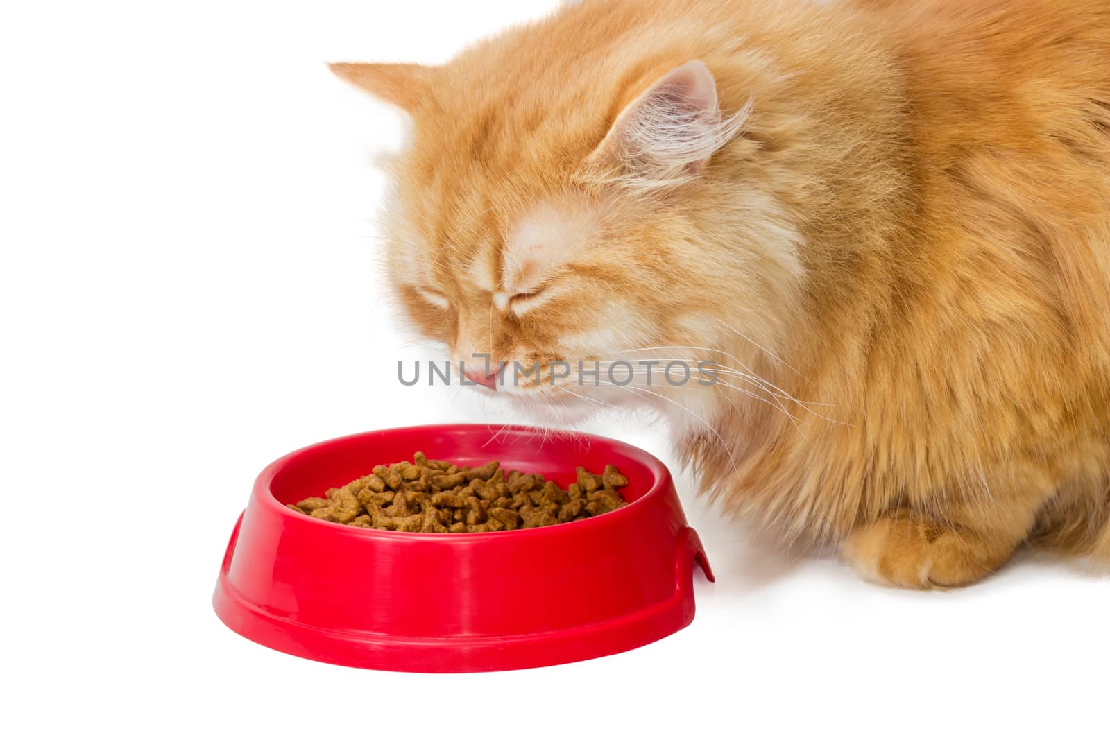 Red cat, eat pelleted dry cat food from a red plastic bowl and closed his eyes in pleasure on a light background
