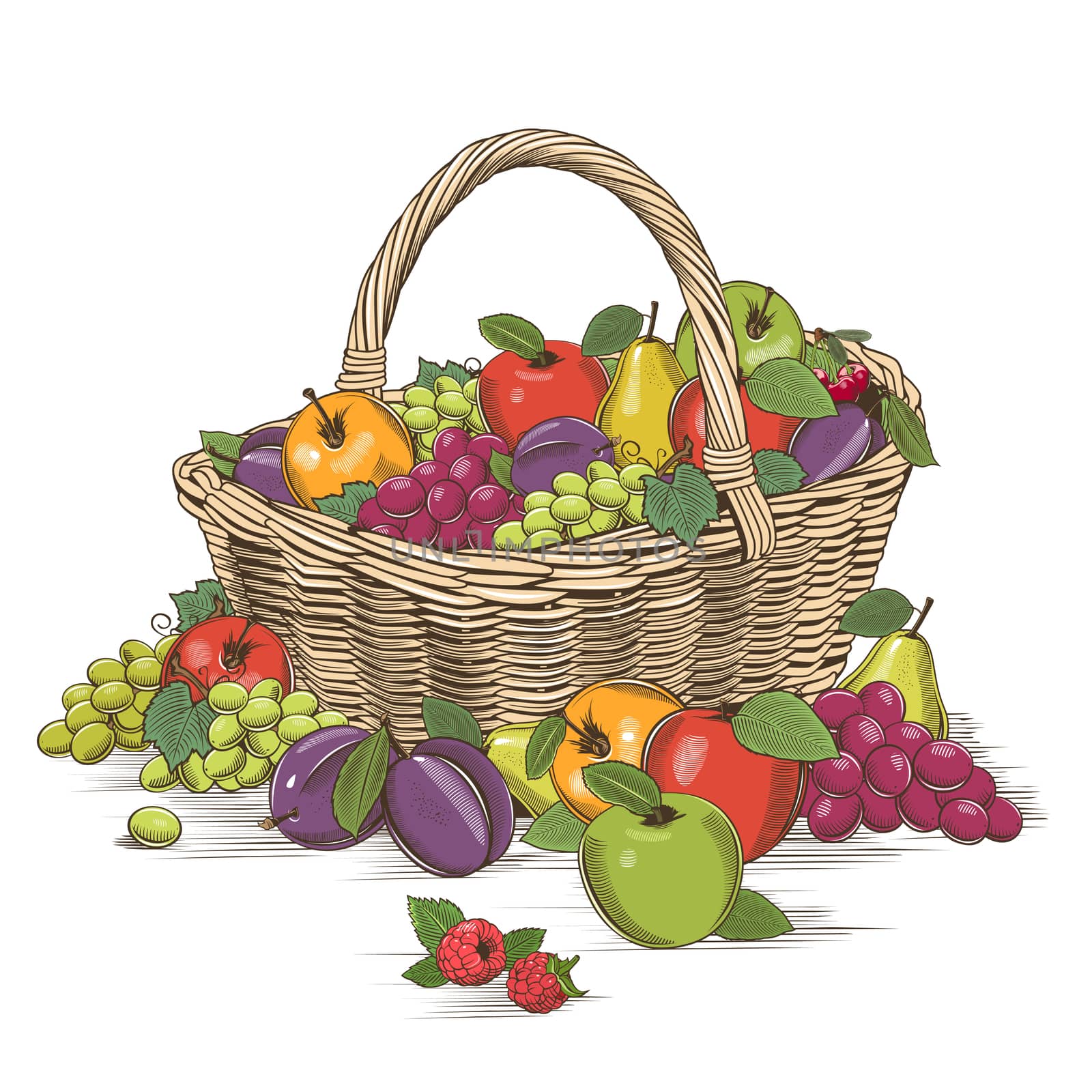 Fruit basket on white background in woodcut style.