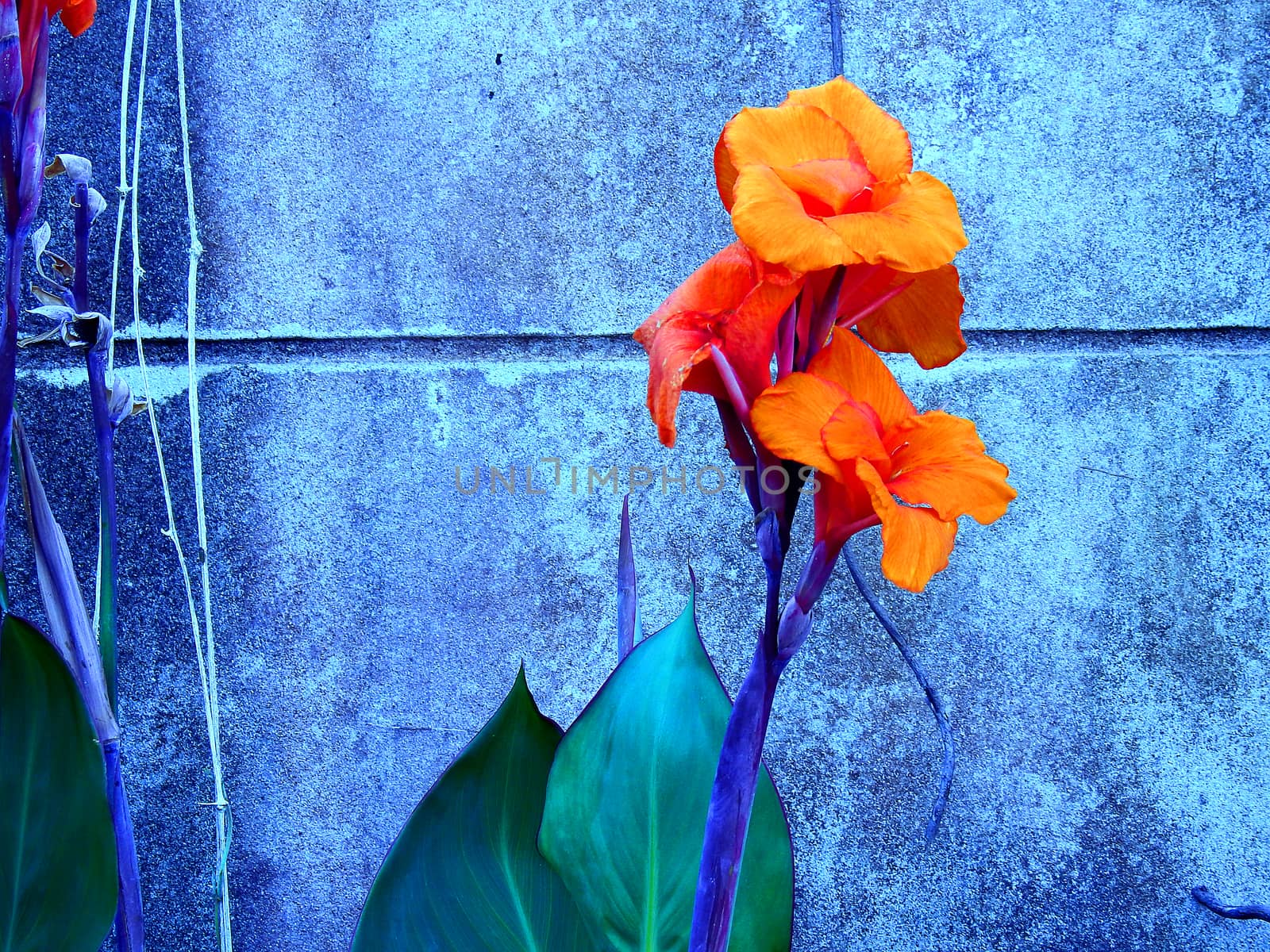 Orange color flower. by oasis502