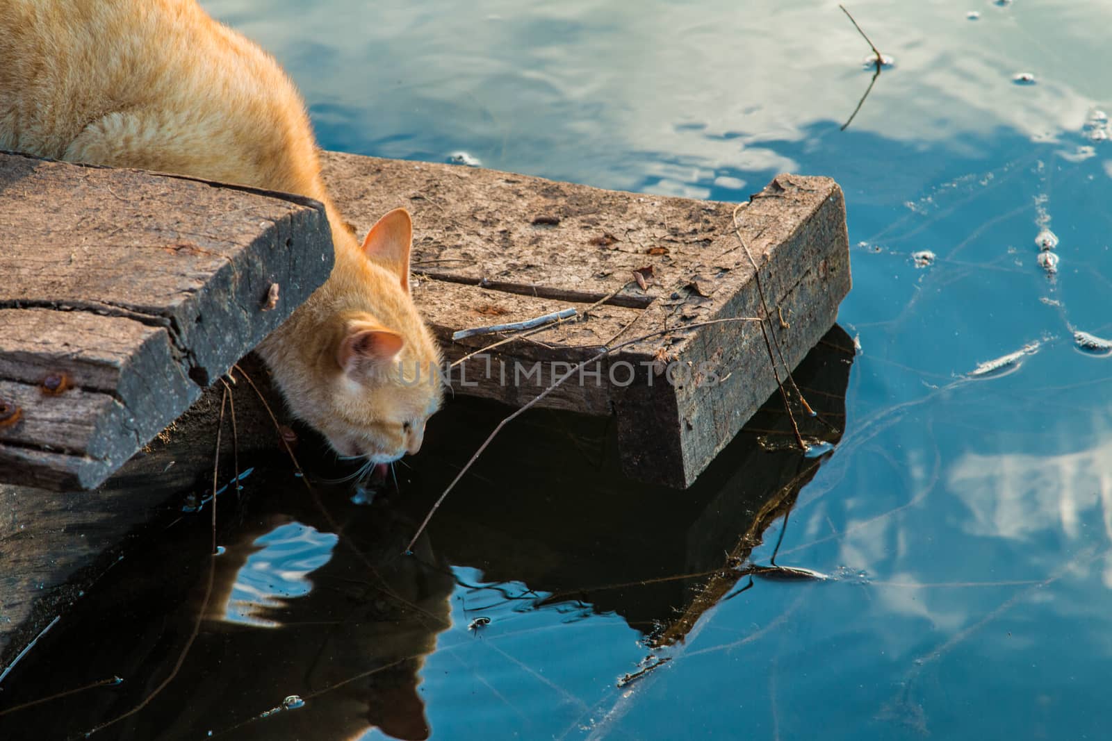 Cat playing the Waterfront