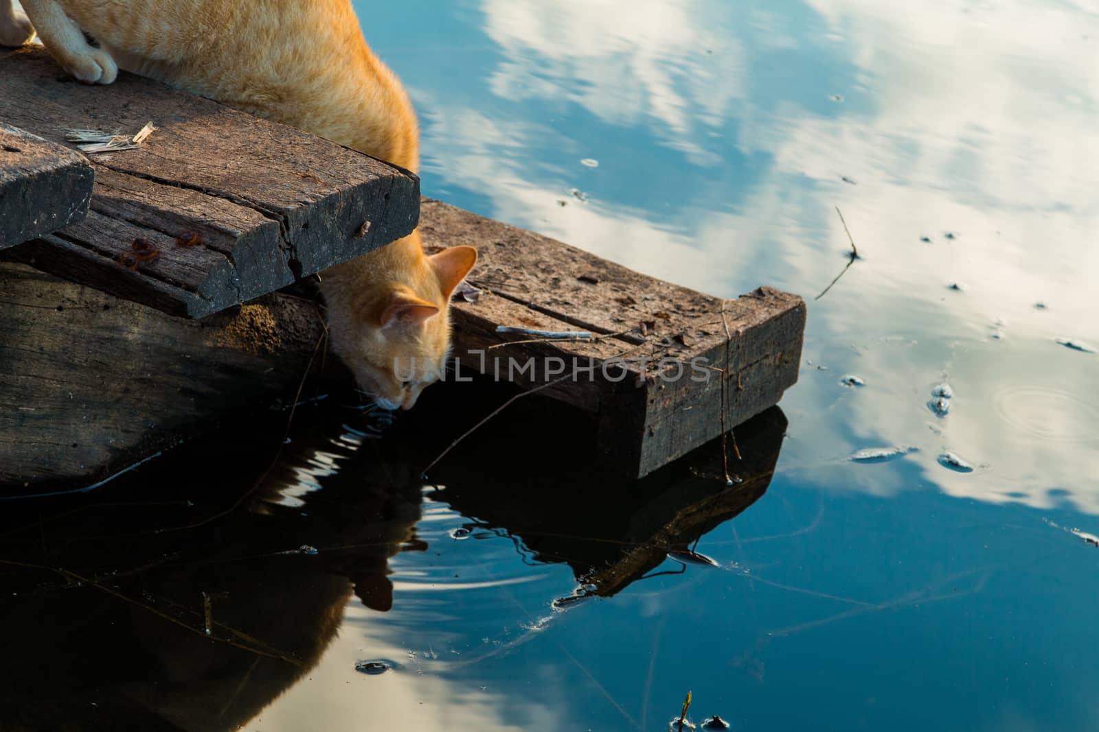 Cat playing the Waterfront