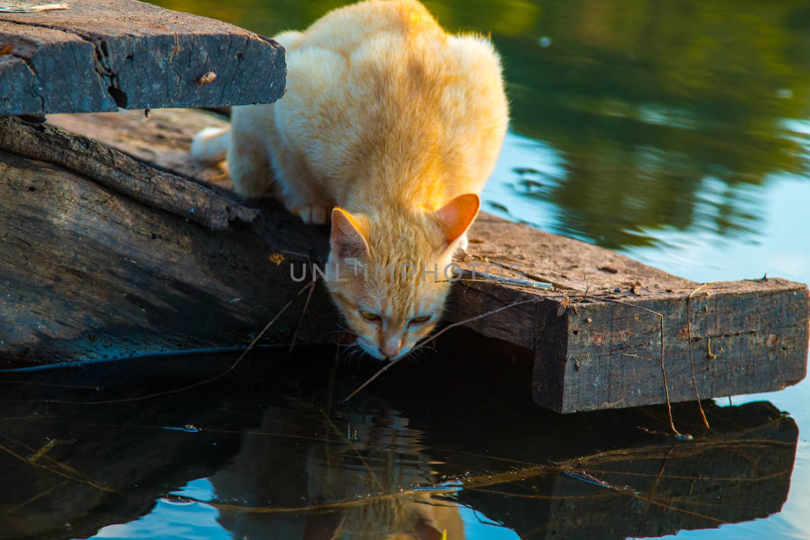 Cat playing the Waterfront by N_u_T