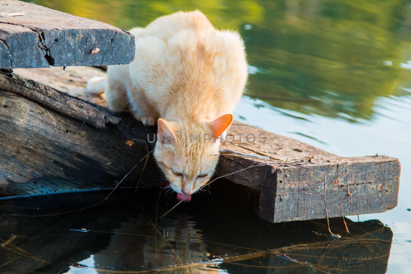 Cat playing the Waterfront