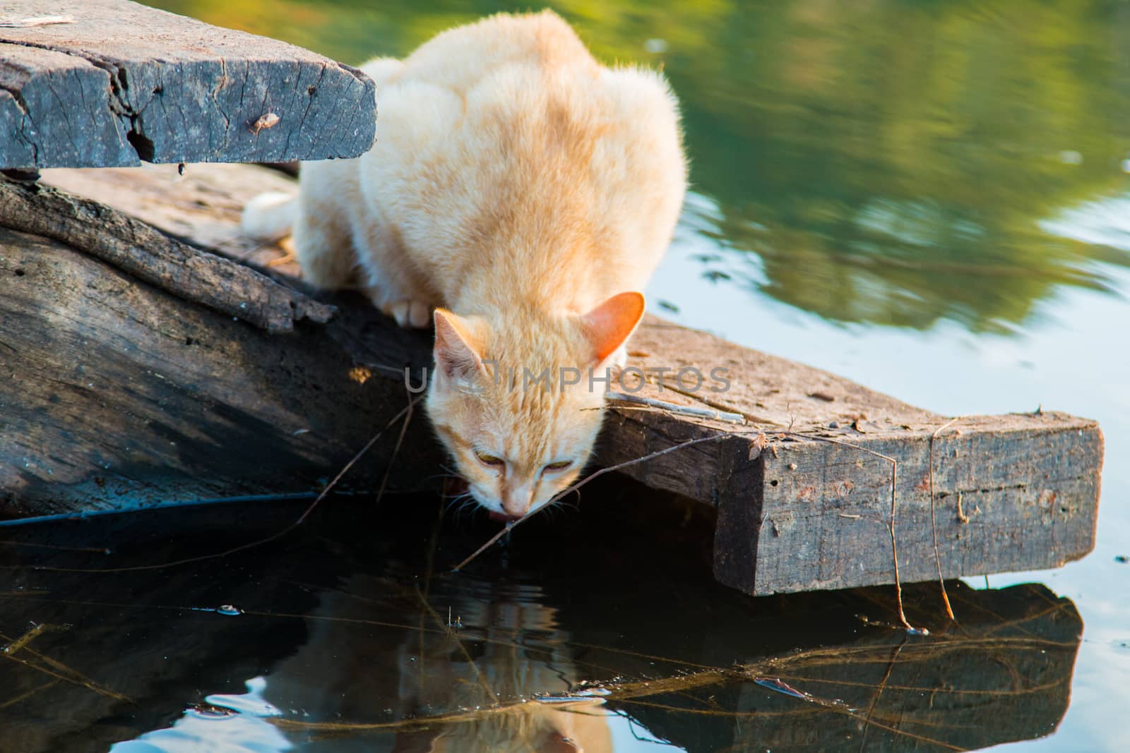 Cat playing the Waterfront