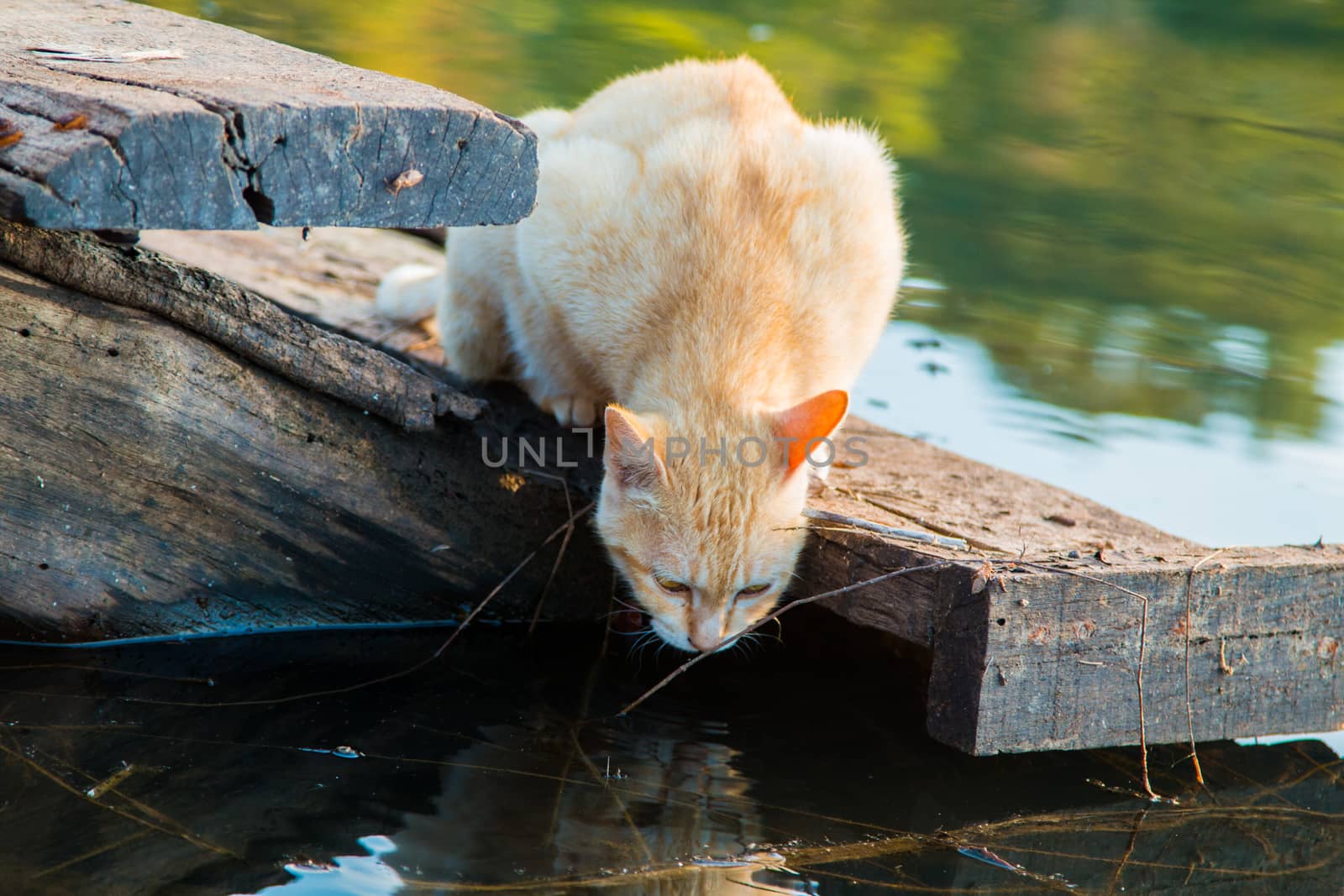 Cat playing the Waterfront