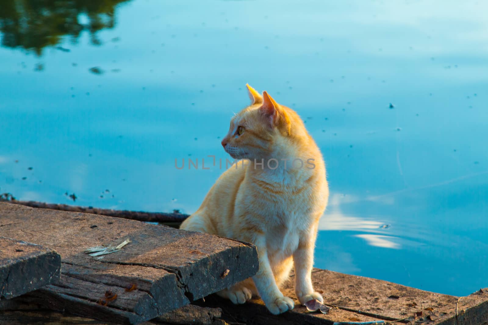 Cat playing the Waterfront