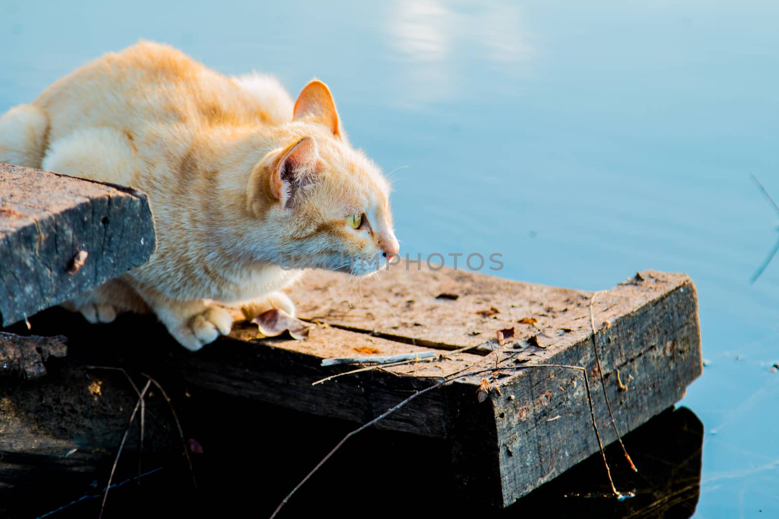 Cat playing the Waterfront