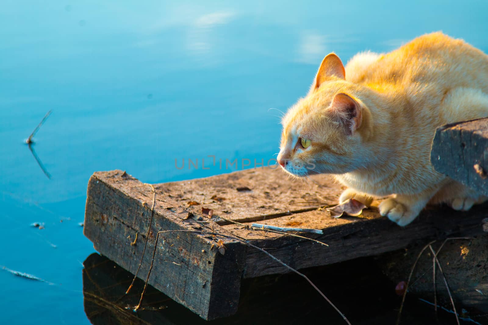 Cat playing the Waterfront by N_u_T