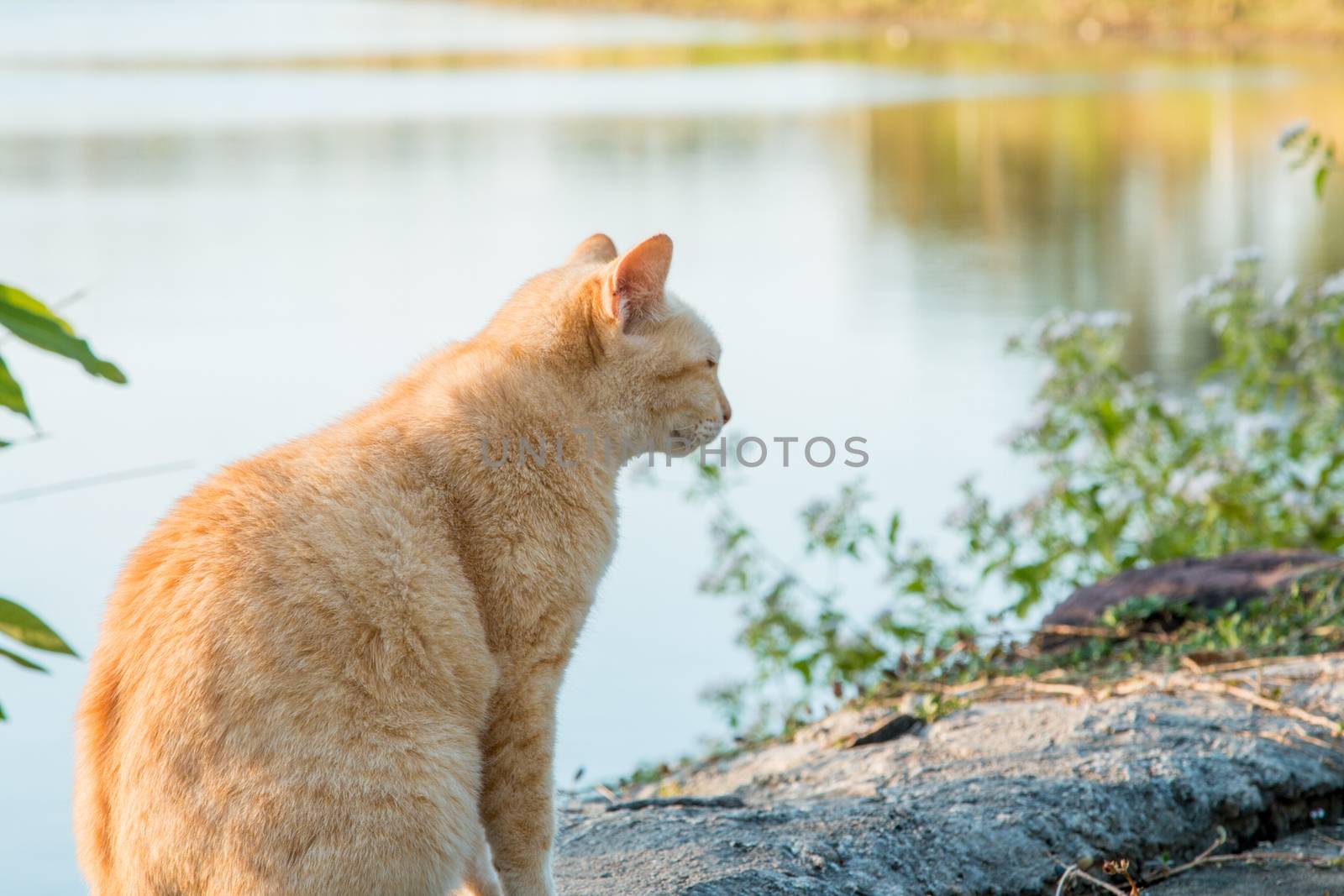 Cats that live in the park's nature.