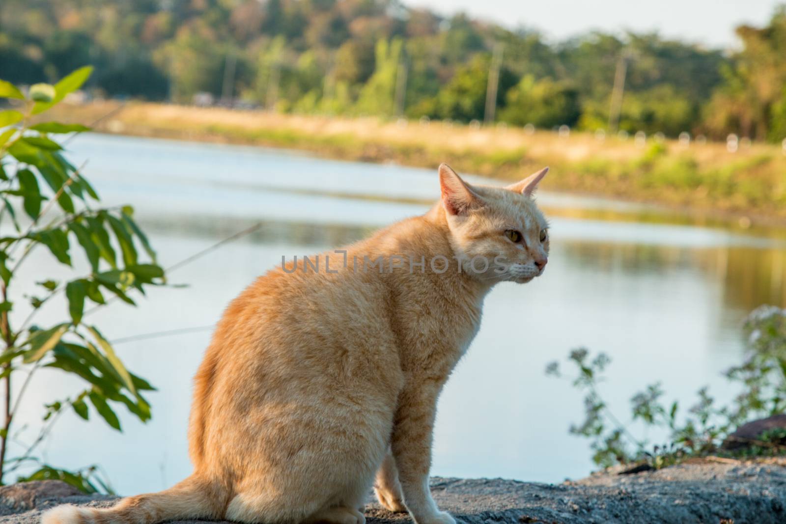 Cats that live in the park's nature.