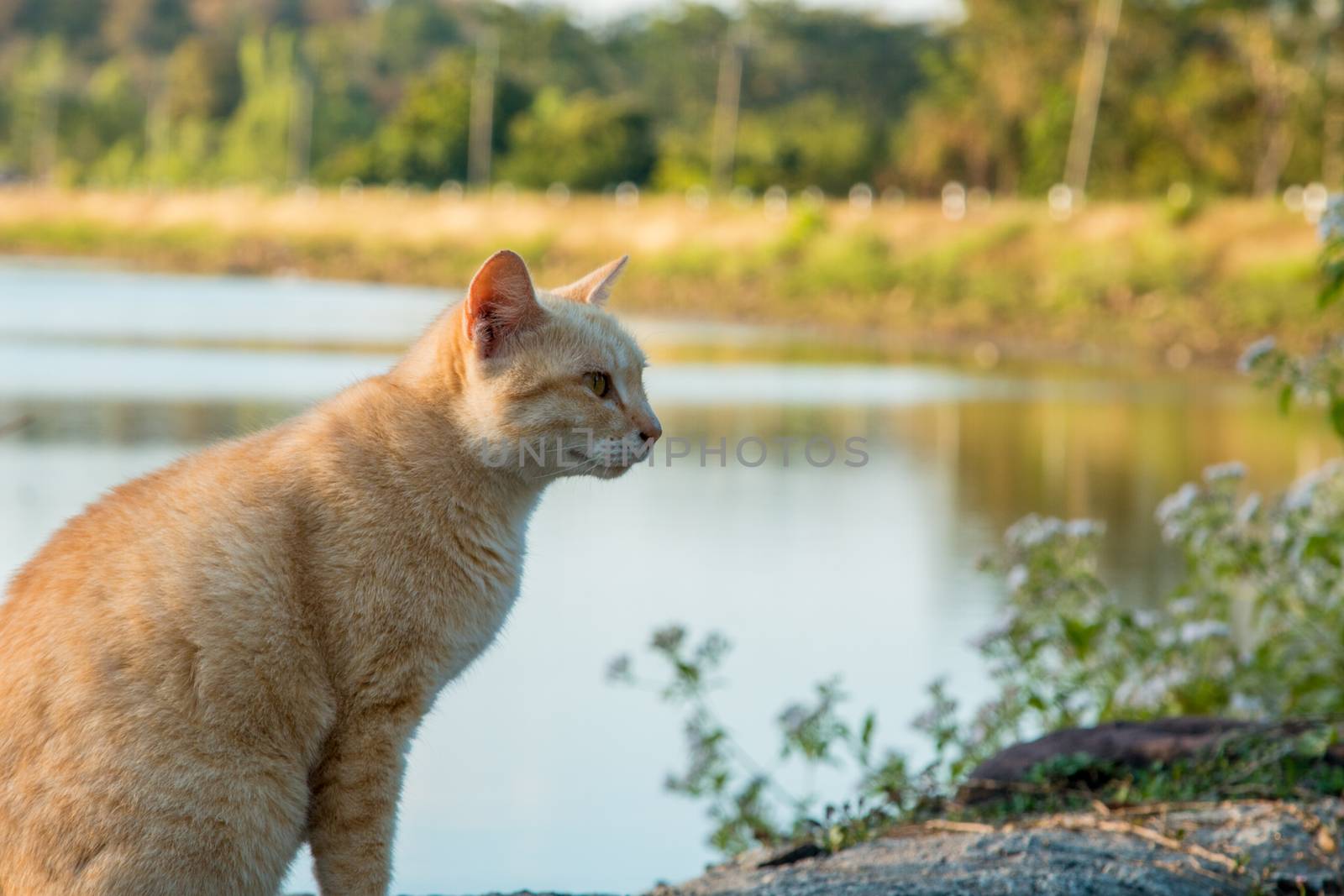 Cats that live in the park's nature.