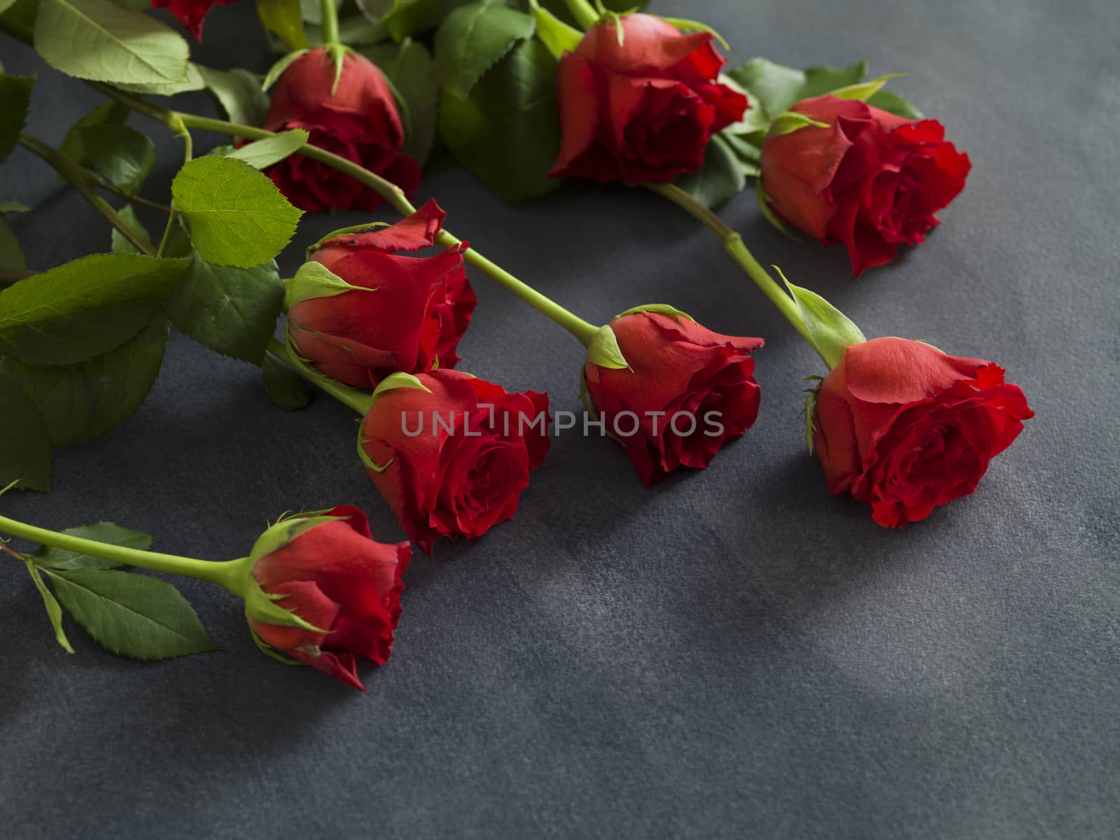 Beautiful group of roses on a grey background by janssenkruseproductions