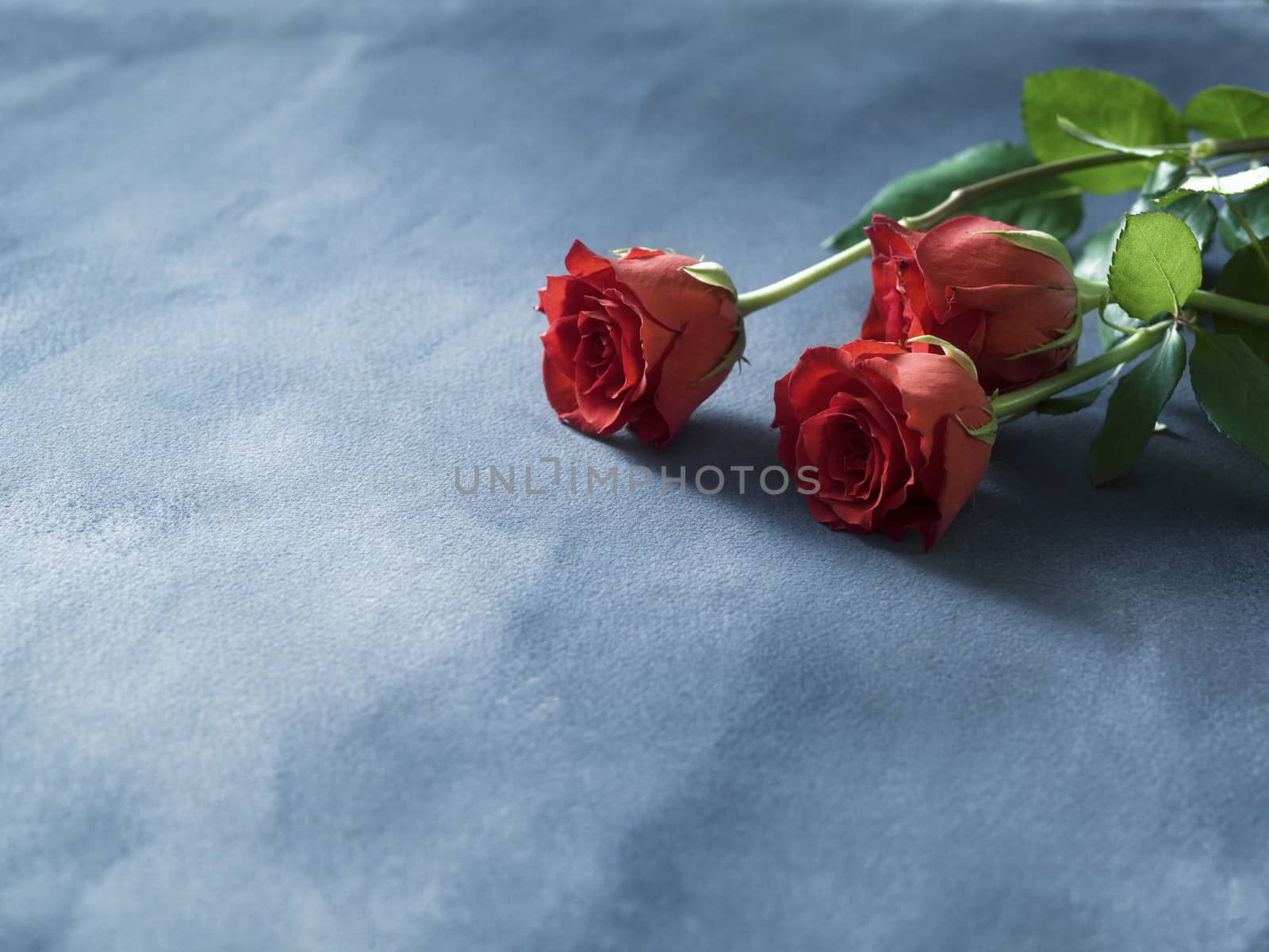 Decorative red fresh red roses on a blue background. Selective focus. Place for text. 