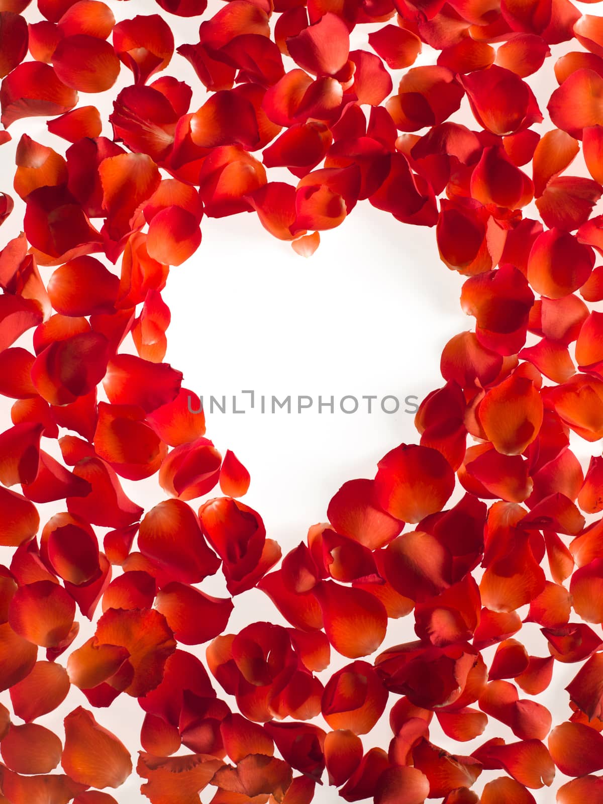 Hart shaped roses petals on white background. Valentine's Day by janssenkruseproductions