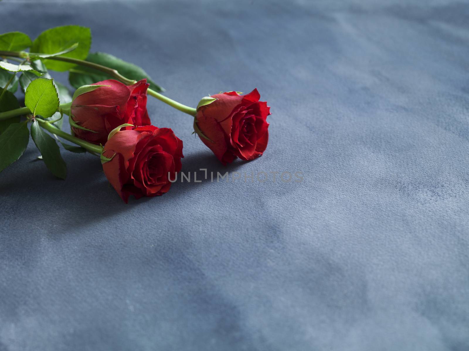 Red roses on blue grey background. Love concept valentines day by janssenkruseproductions