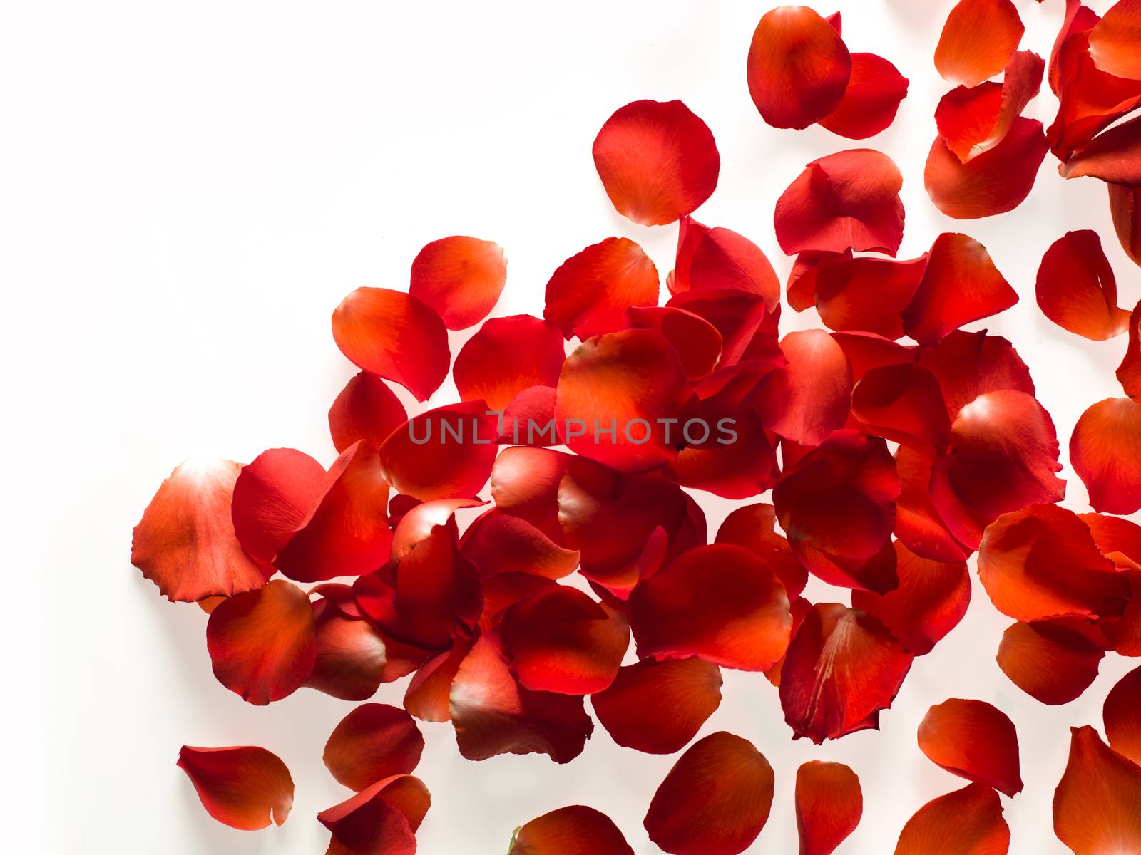 Random rose petals against white background. Great for presentations, forms and ad print