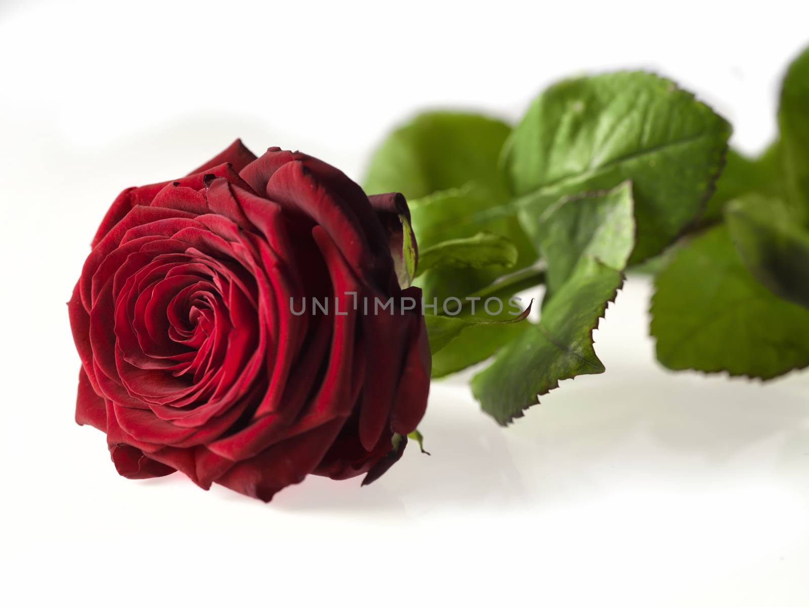 Single Valentine's day rose isolated on white background by janssenkruseproductions