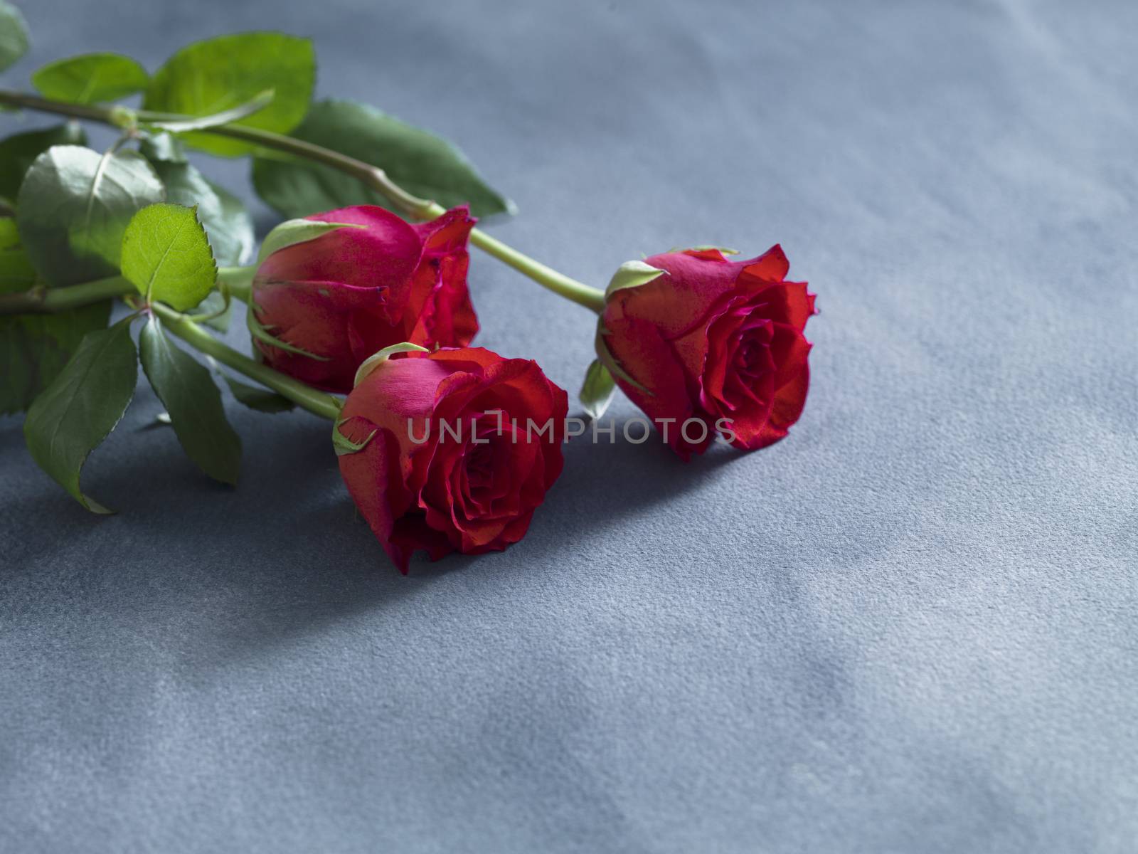 wedding concept with fresh red roses on blue slate background. Selective focus.