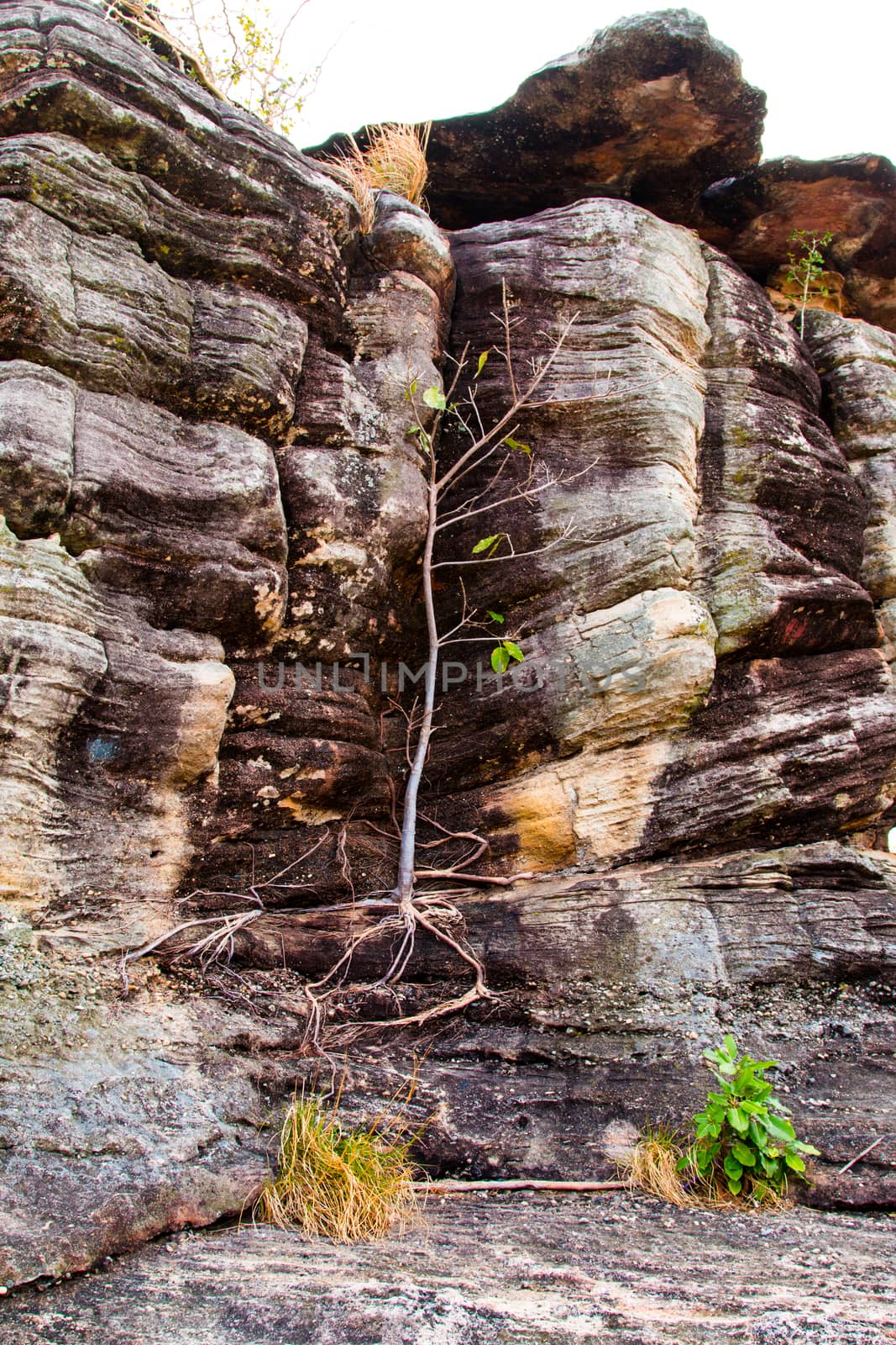 Trees on the rocks stone