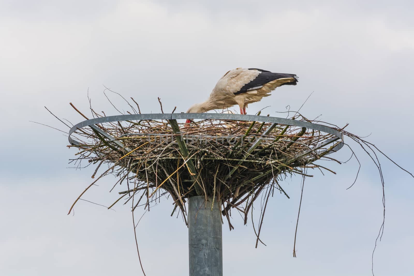 Close up two storks on the nest     by JFsPic