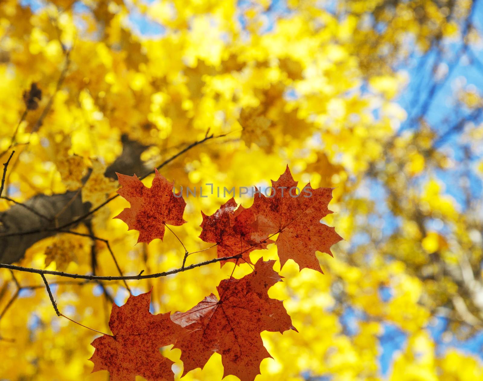 Red and yellow leaves on maple tree in October