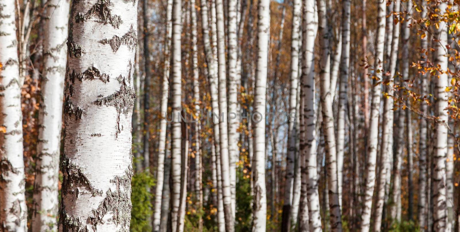 Birch forest background by AGorohov