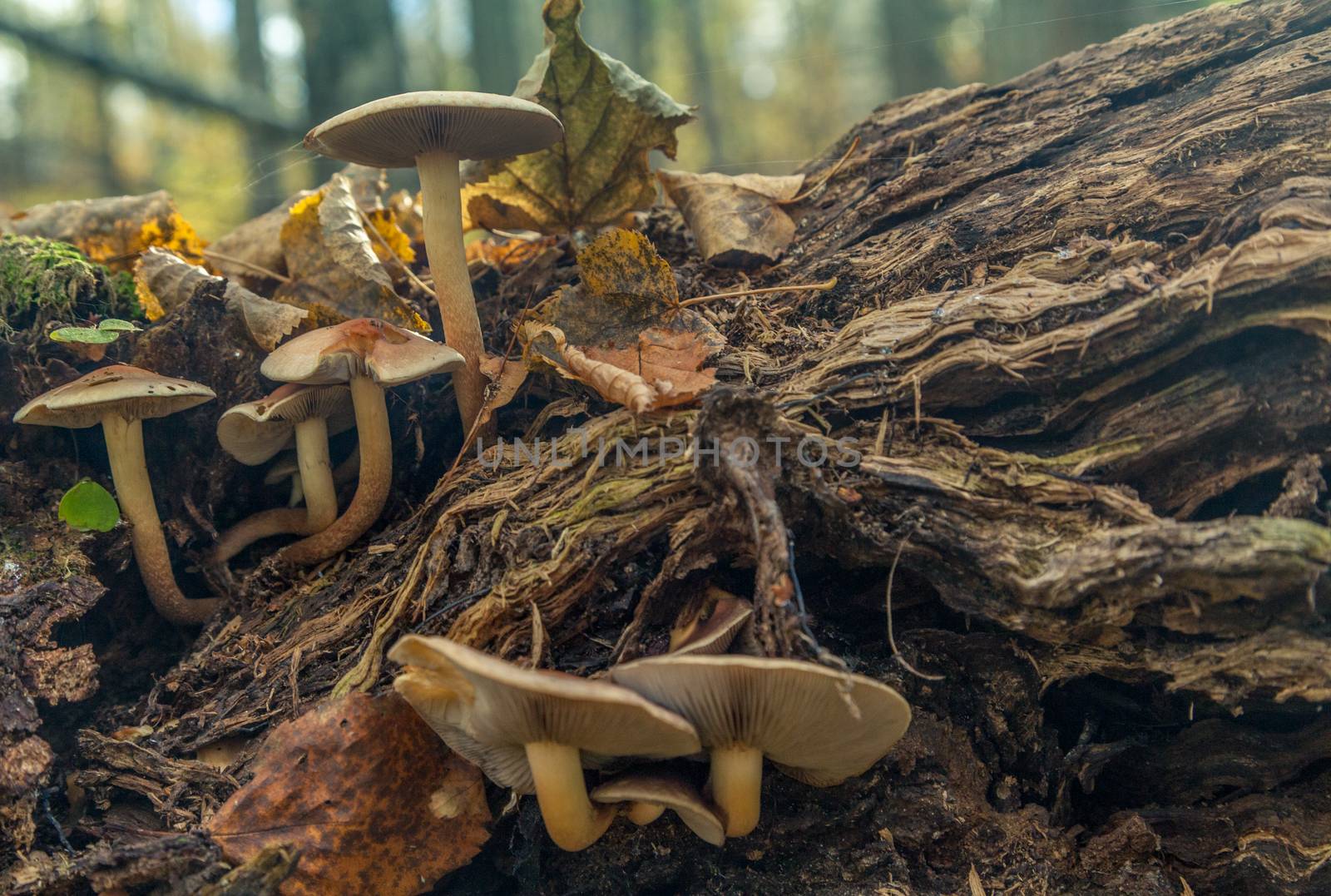 Closeup view of mushrooms in autumn forest