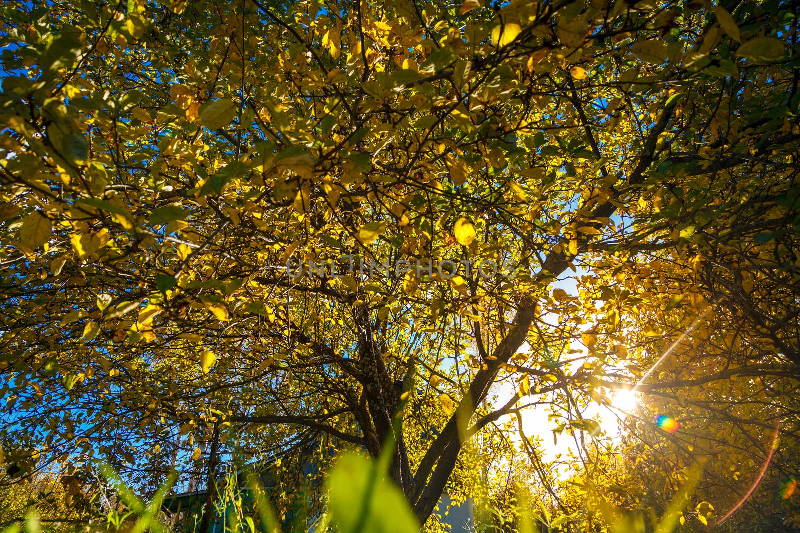 Sunlight in autumn garden by AGorohov