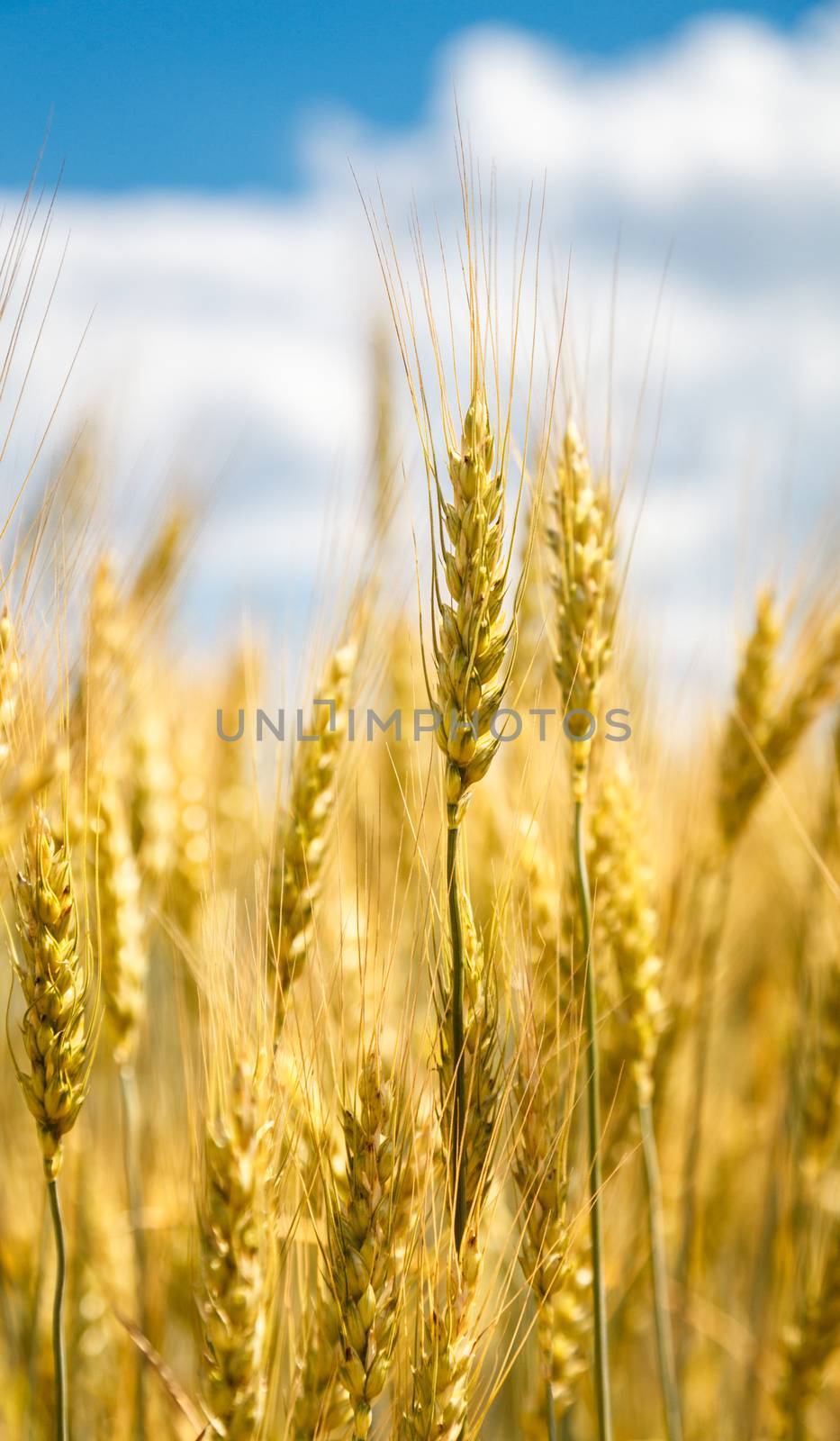 Close up view of wheat ear against blue sky