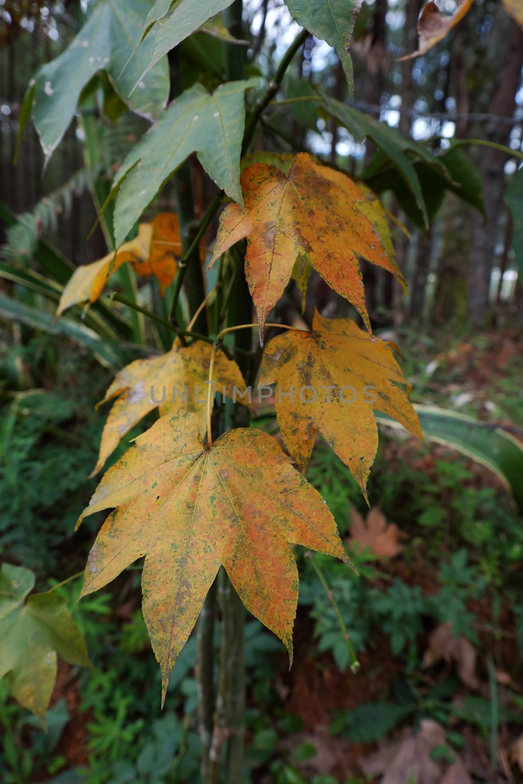 Maple leaf in Dalat jungle by xuanhuongho