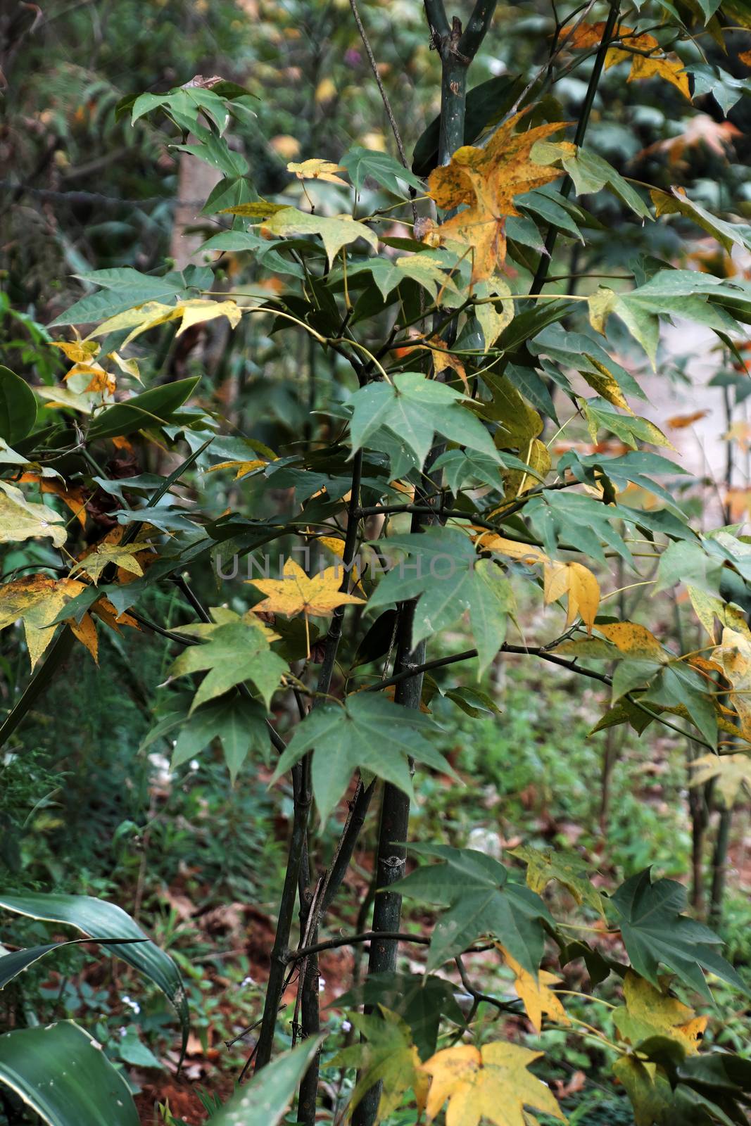 Maple leaf form tree in Dalat jungle, Vietnam, an autumn leaf just grow test in Da Lat